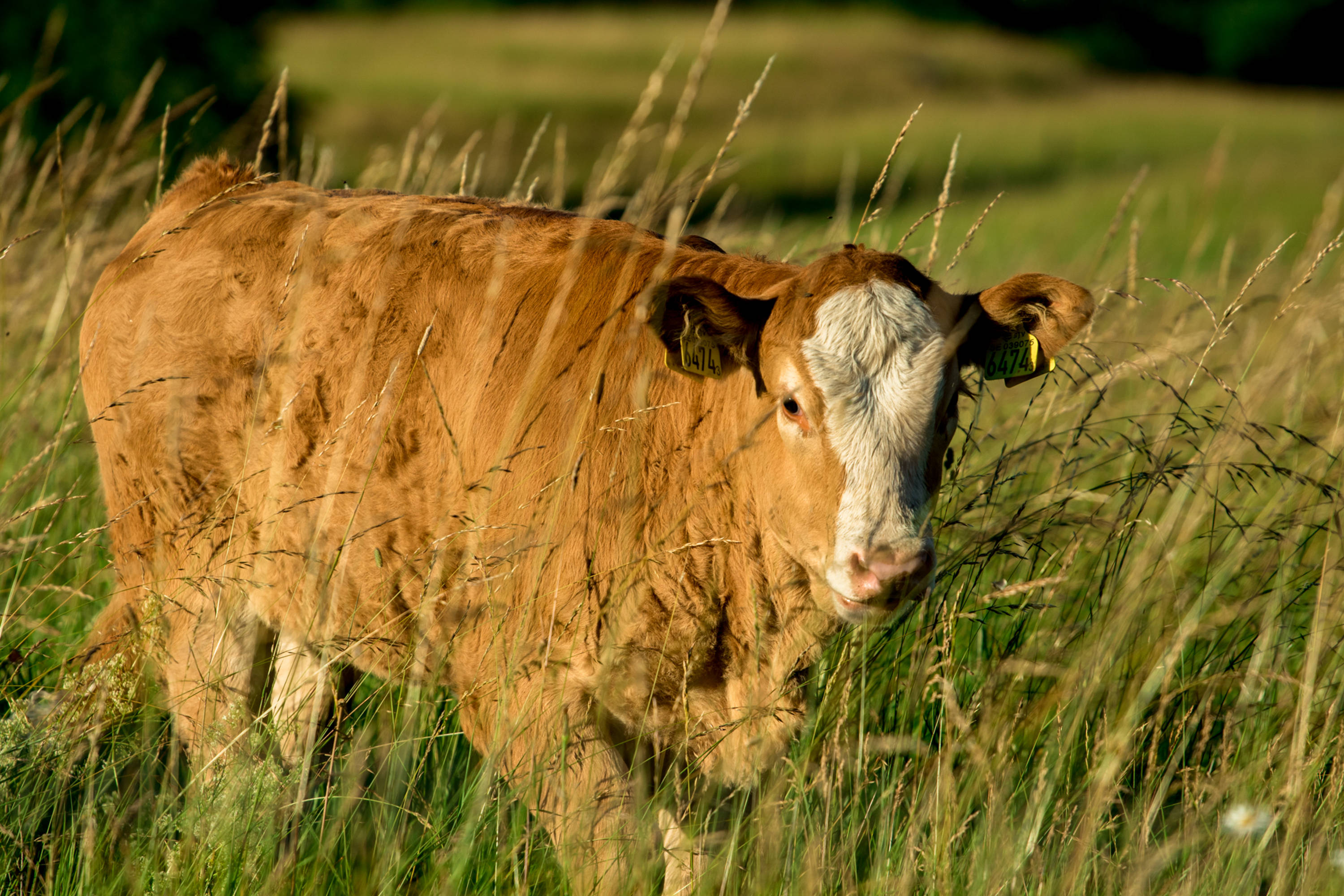 Cute Cow, brown cow, white face, 2K Desktop Wallpaper