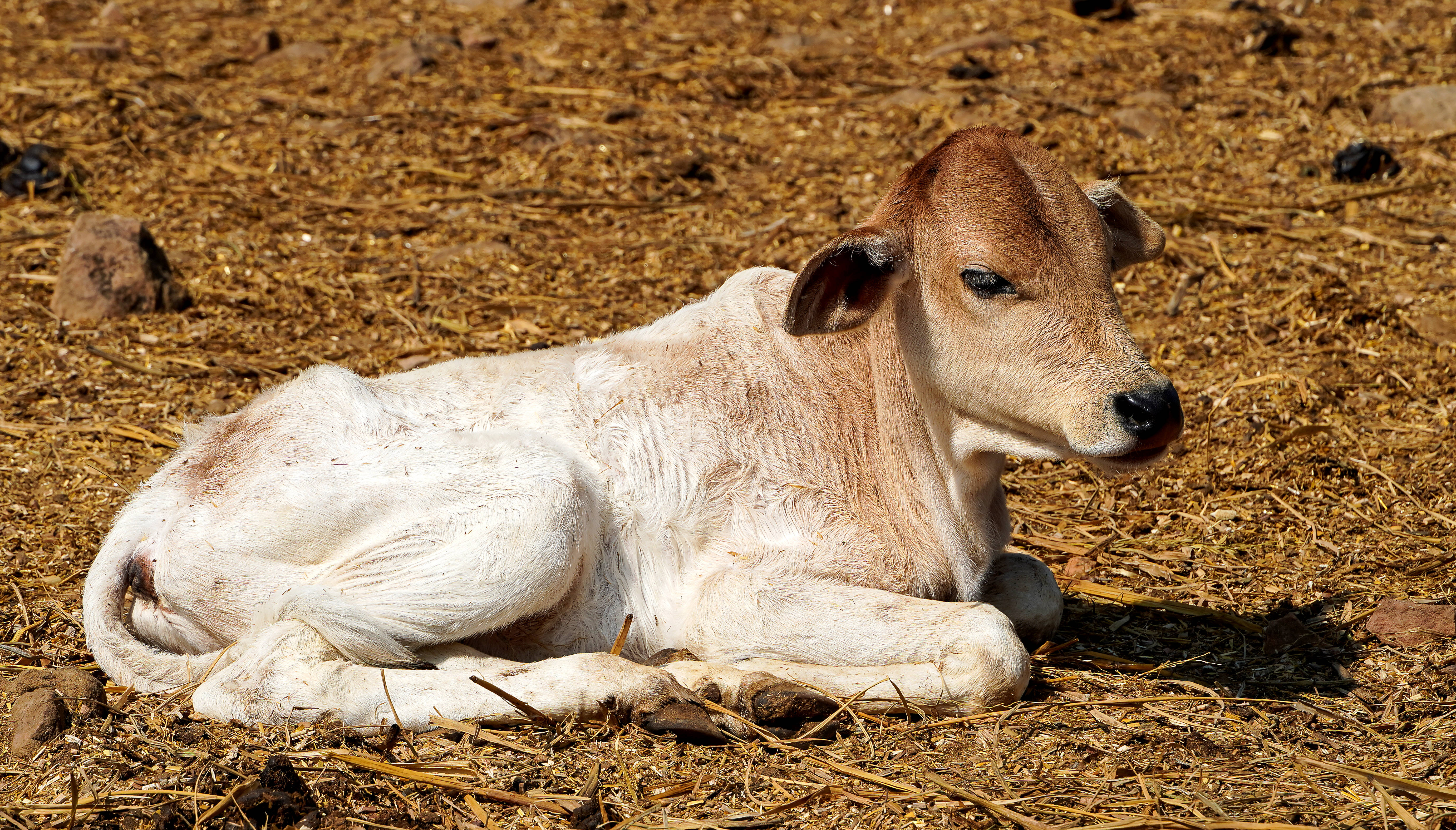 cute cow, white and brown fur, dry straw, 5K Desktop Wallpaper