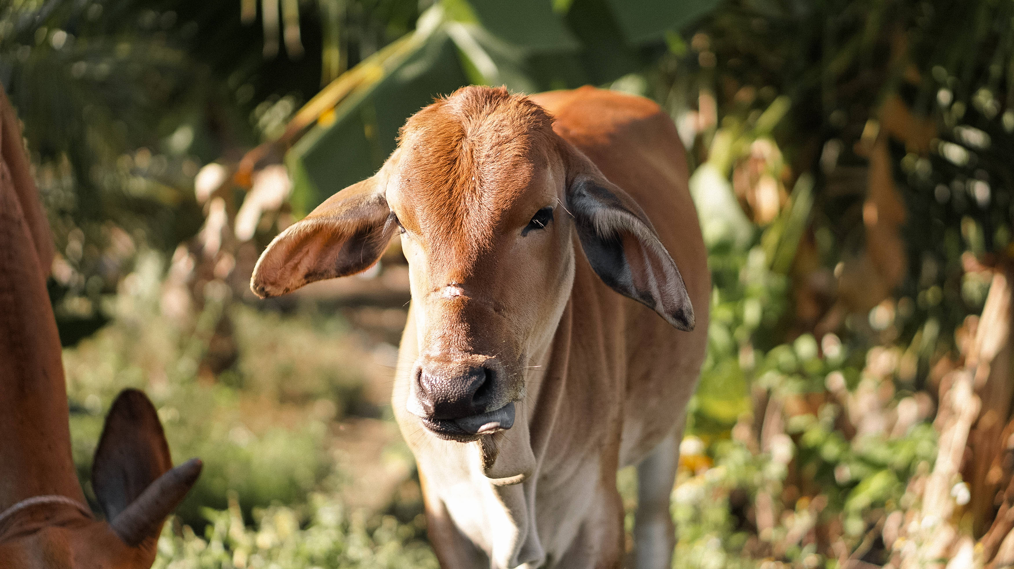 cute cow, forest, brown calf, 2K Desktop Wallpaper