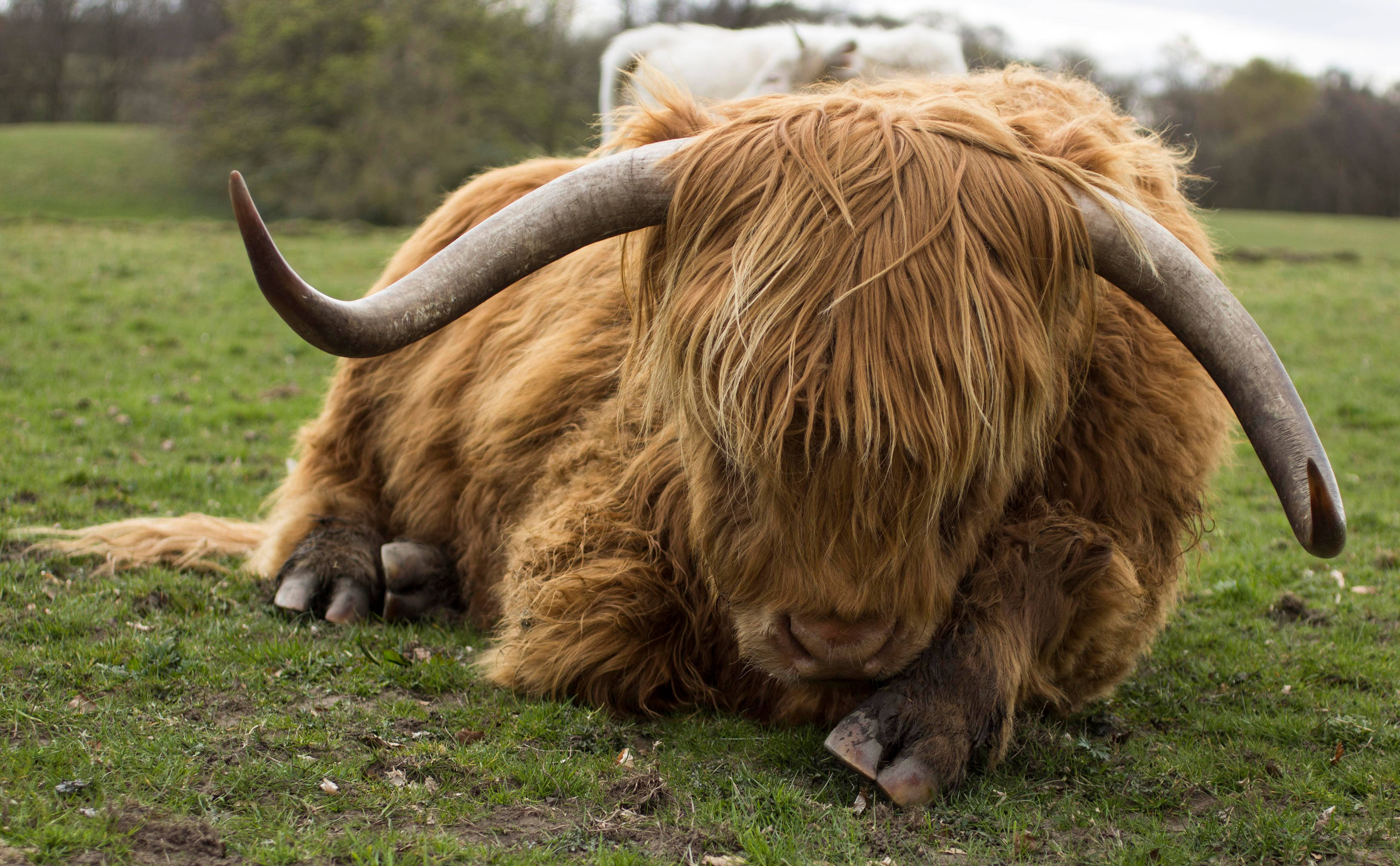 Cute Cow, shaggy brown highland cow, grassy field, 4K Desktop Wallpaper