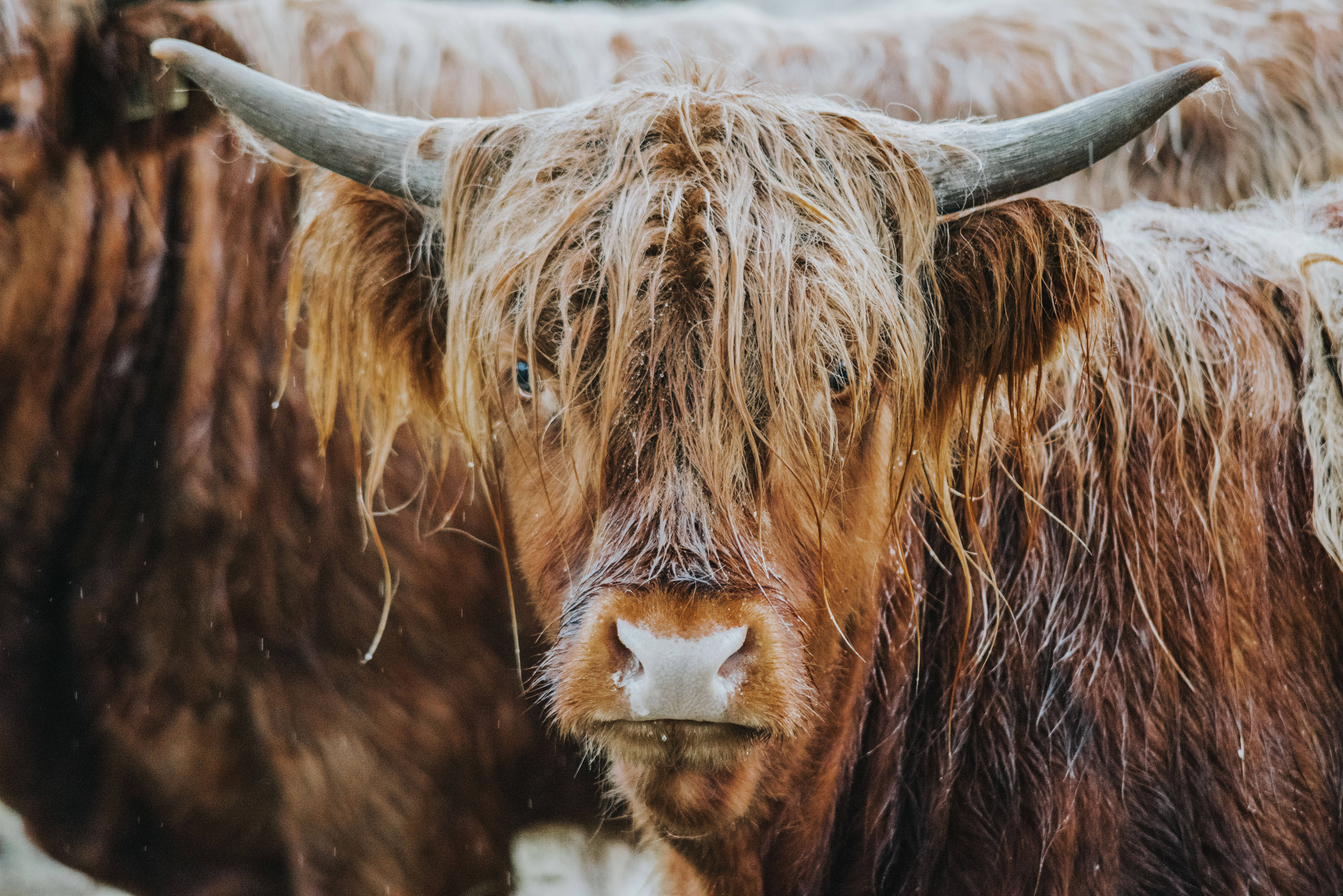 Cute Cow, long brown hair, wet highland cow, 5K Desktop Wallpaper