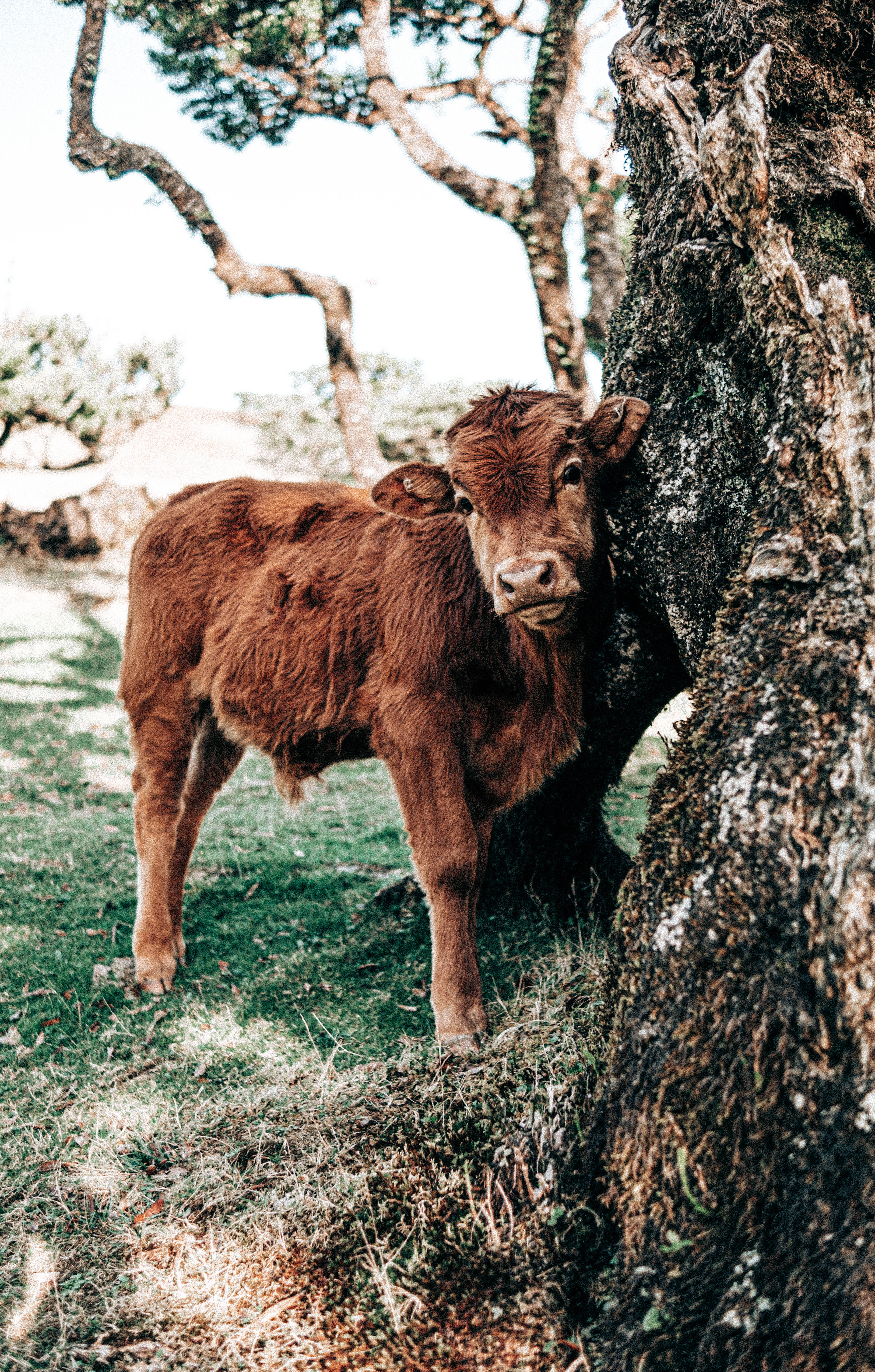 cute cow, fluffy brown calf, mossy tree trunk, 5K Phone Wallpaper