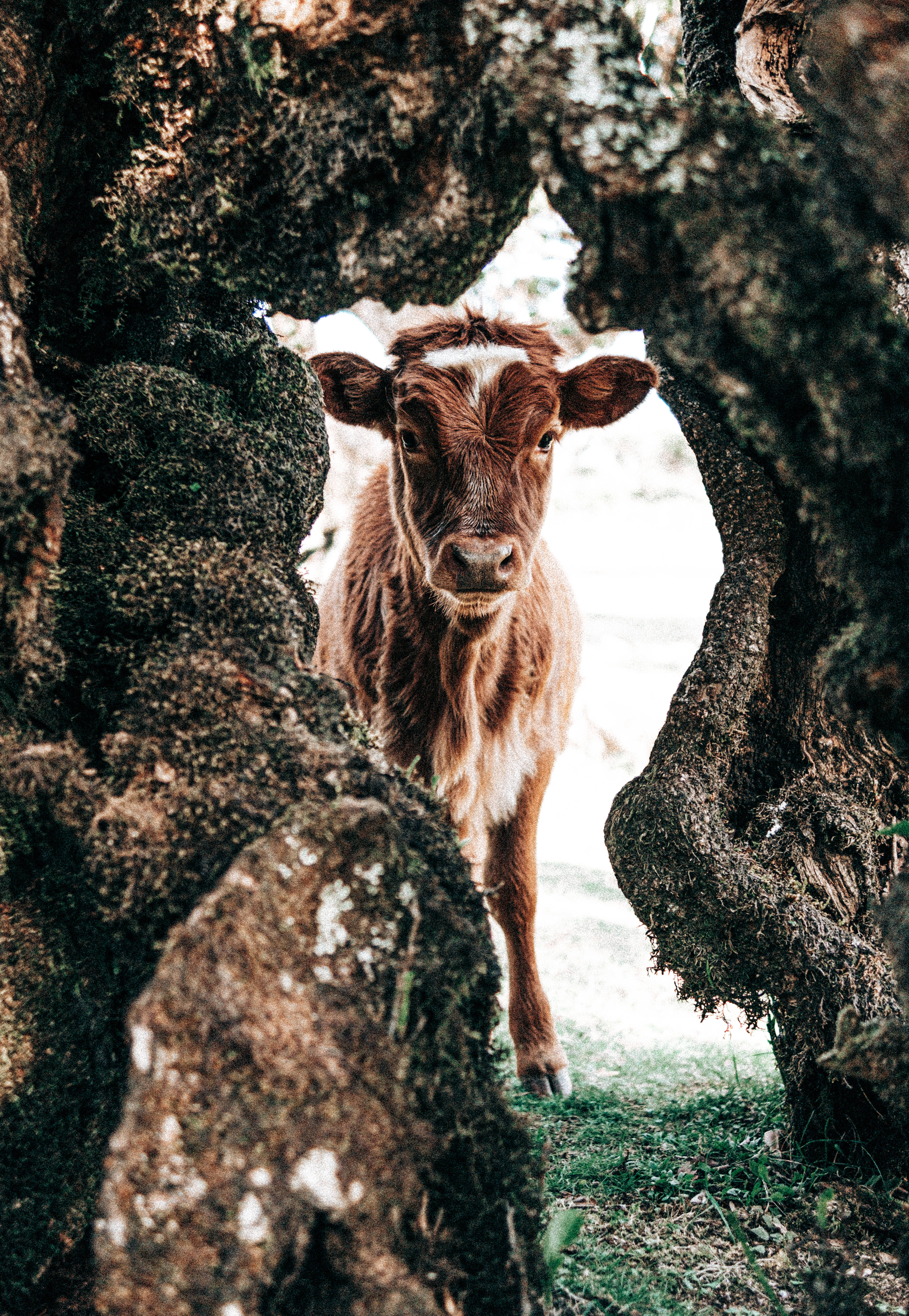 cute cow, brown and white calf, gnarled mossy tree roots, 4K Phone Wallpaper