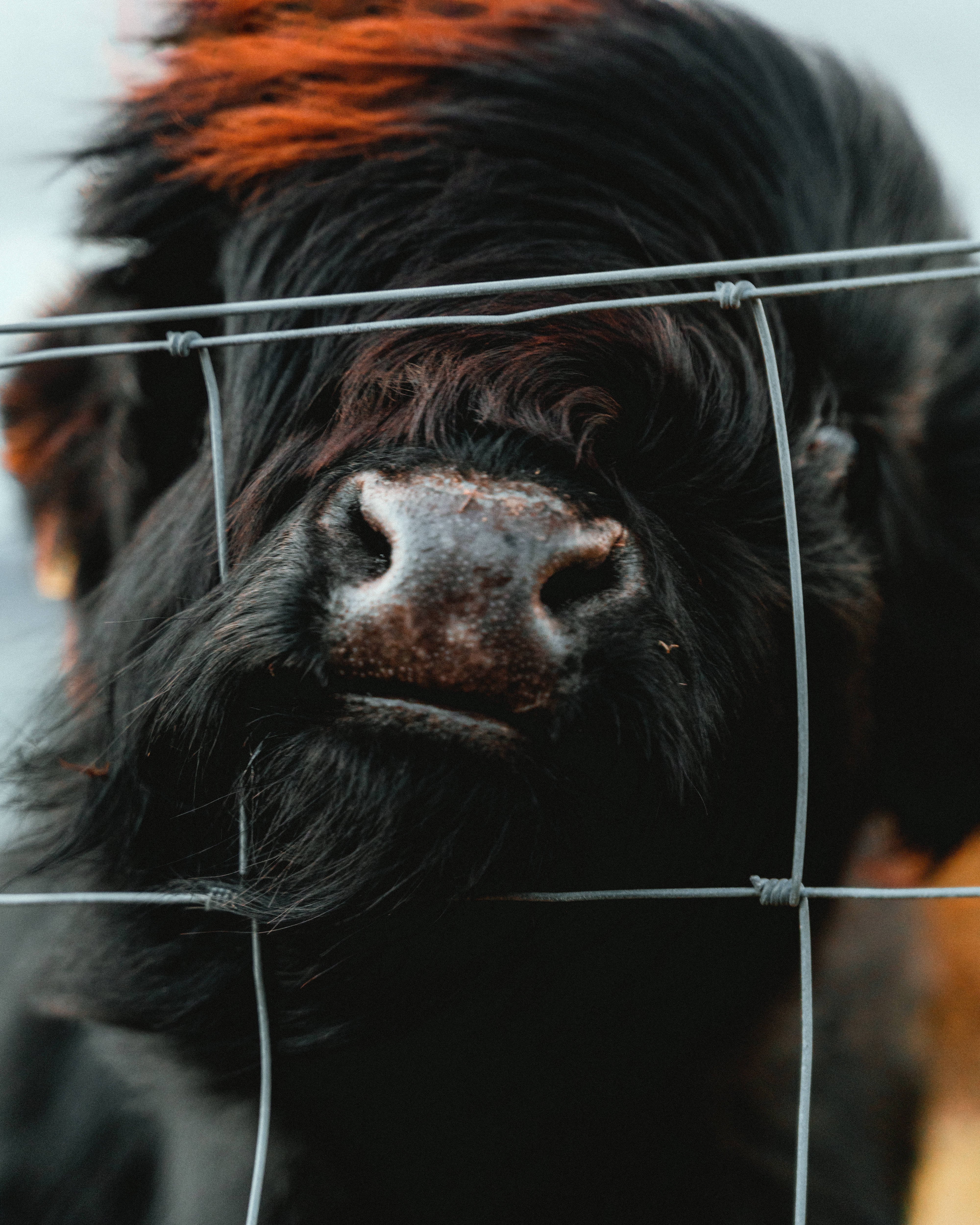 Cute Cow, black Highland cow, fiery orange hair, 4K Phone Wallpaper