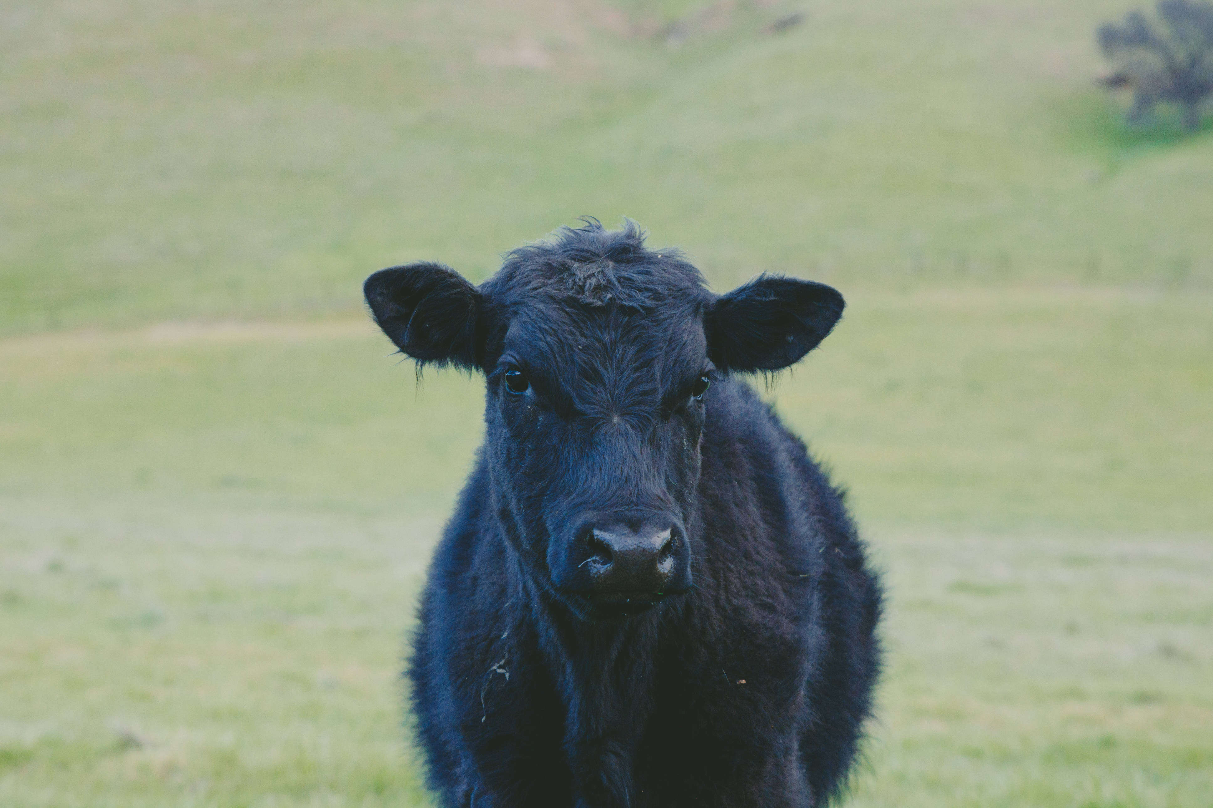 cute black cow, black calf, wet fur, 4K Desktop Wallpaper