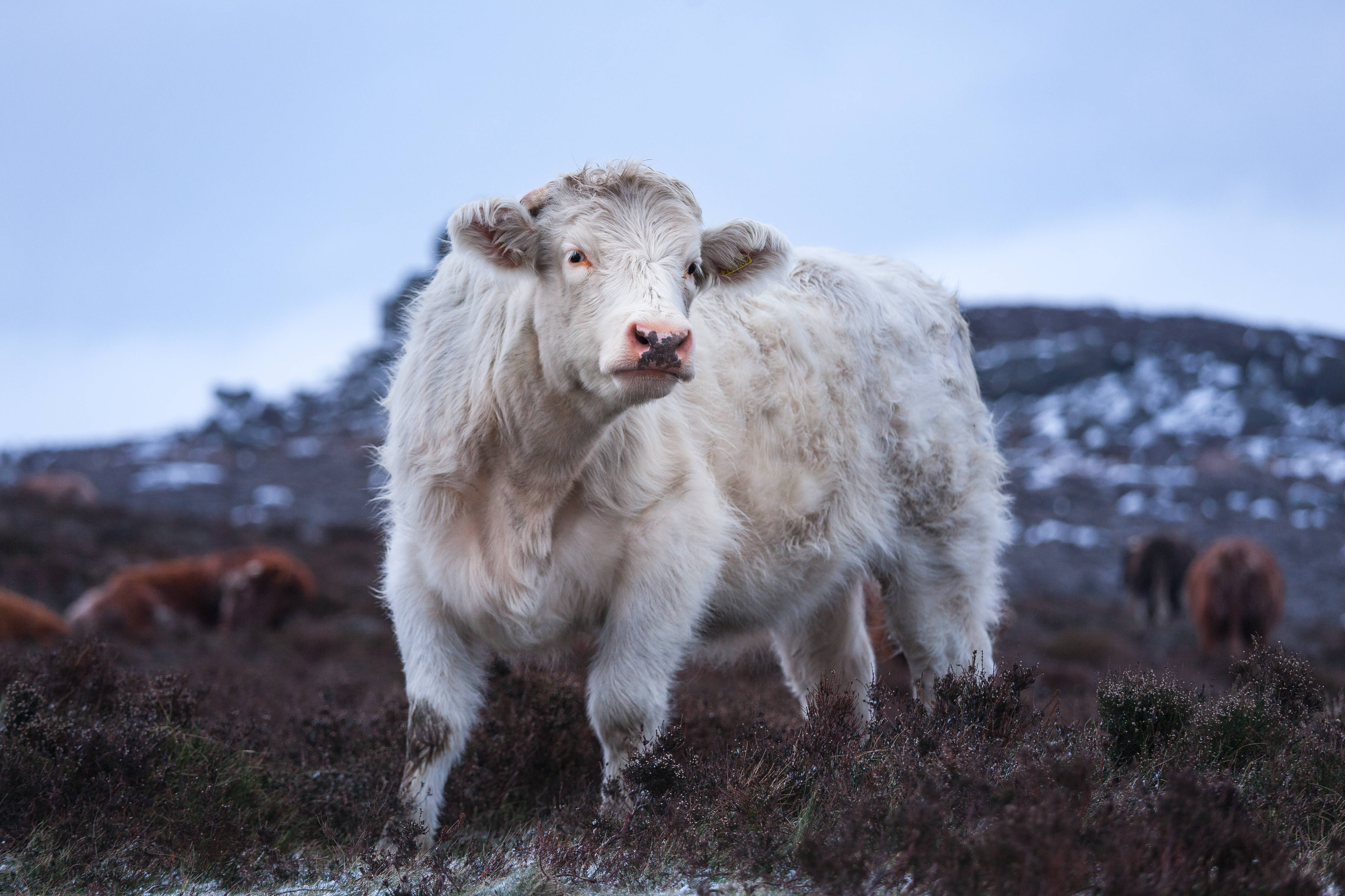 white Highland cow, snow-dusted hills, frosty heathland, 5K Desktop Wallpaper