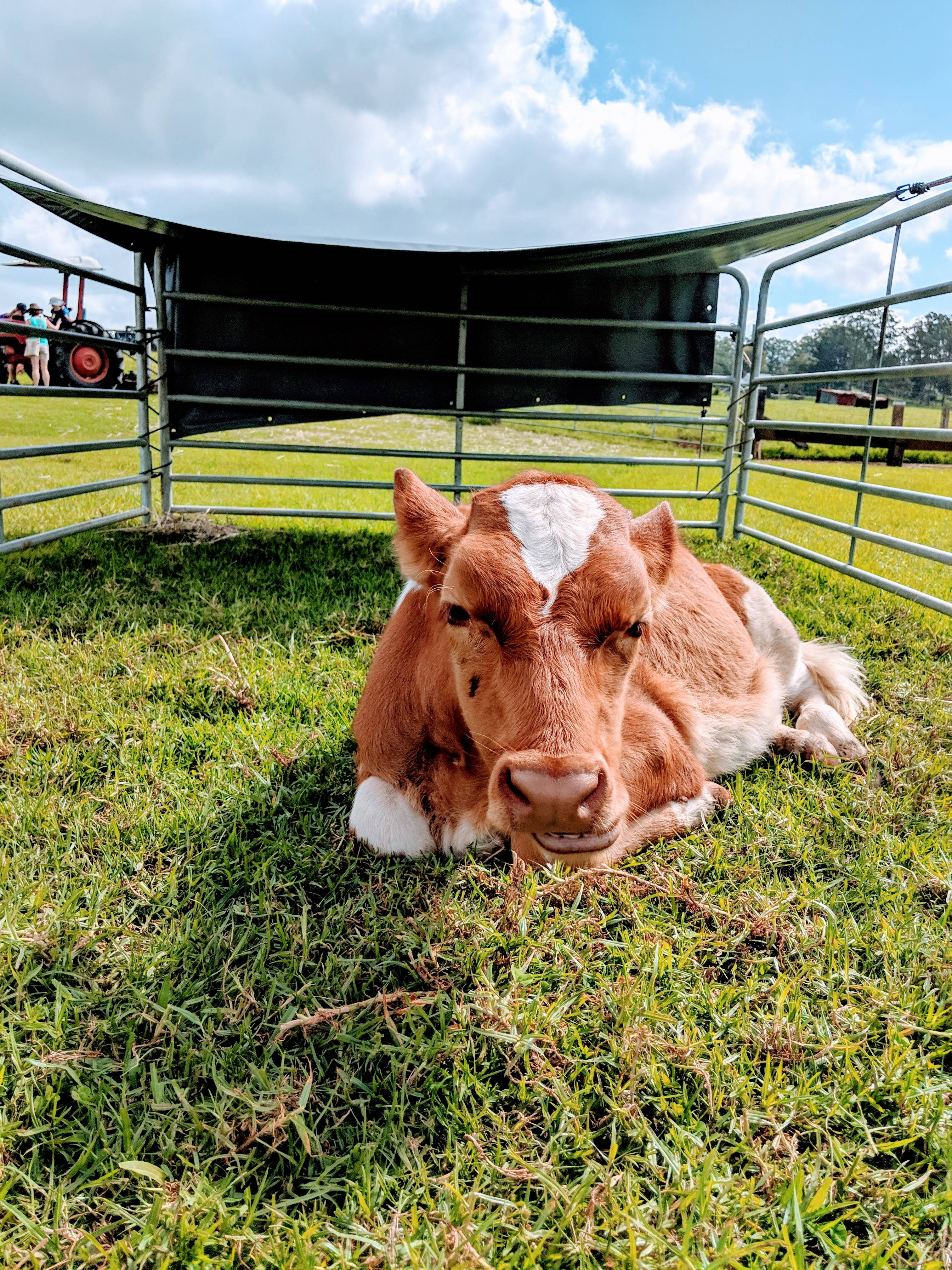 cute cow, corral, brown and white calf, 4K Phone Wallpaper