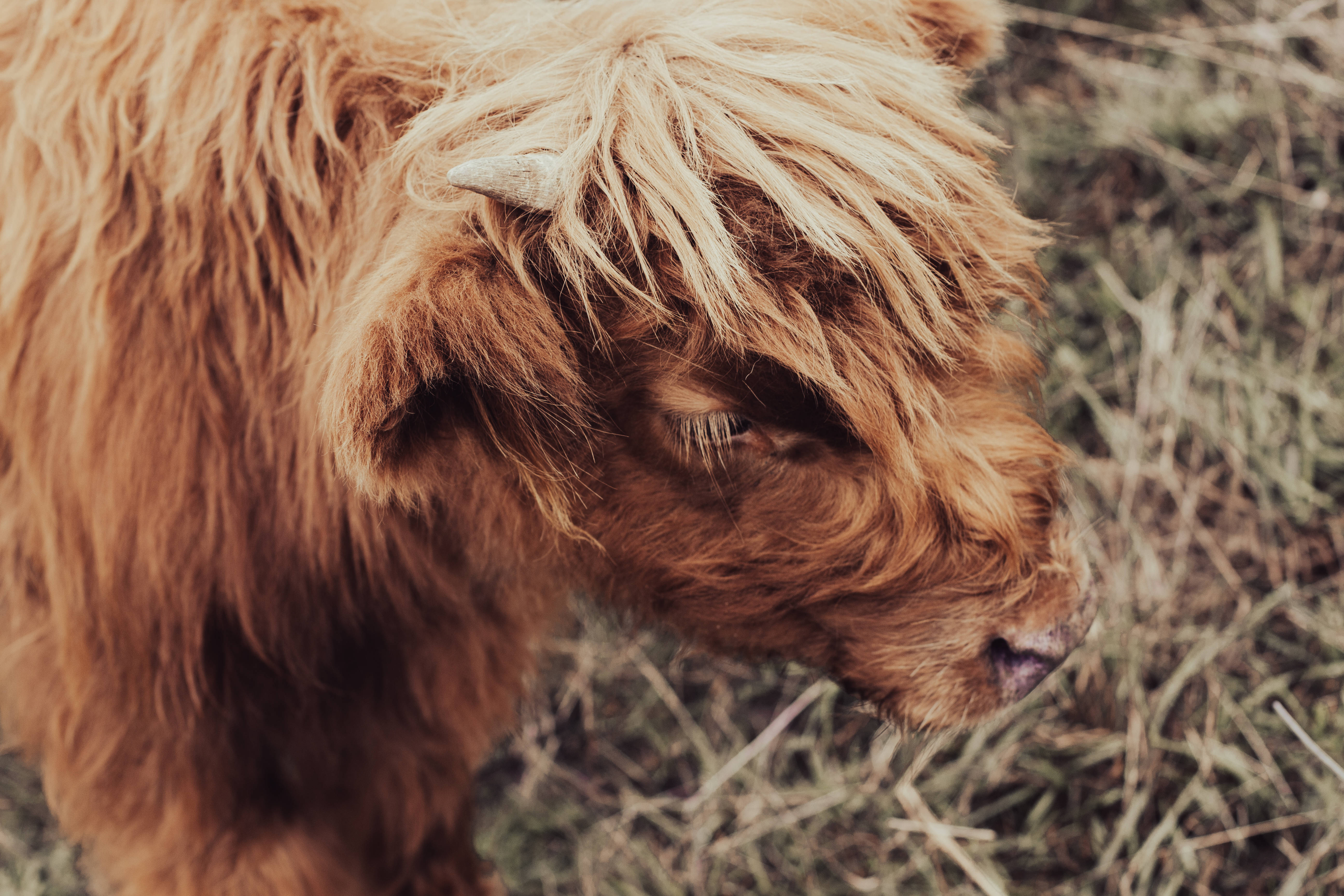 cute brown cow, shaggy brown Highland cow, long hair, 5K Desktop Wallpaper