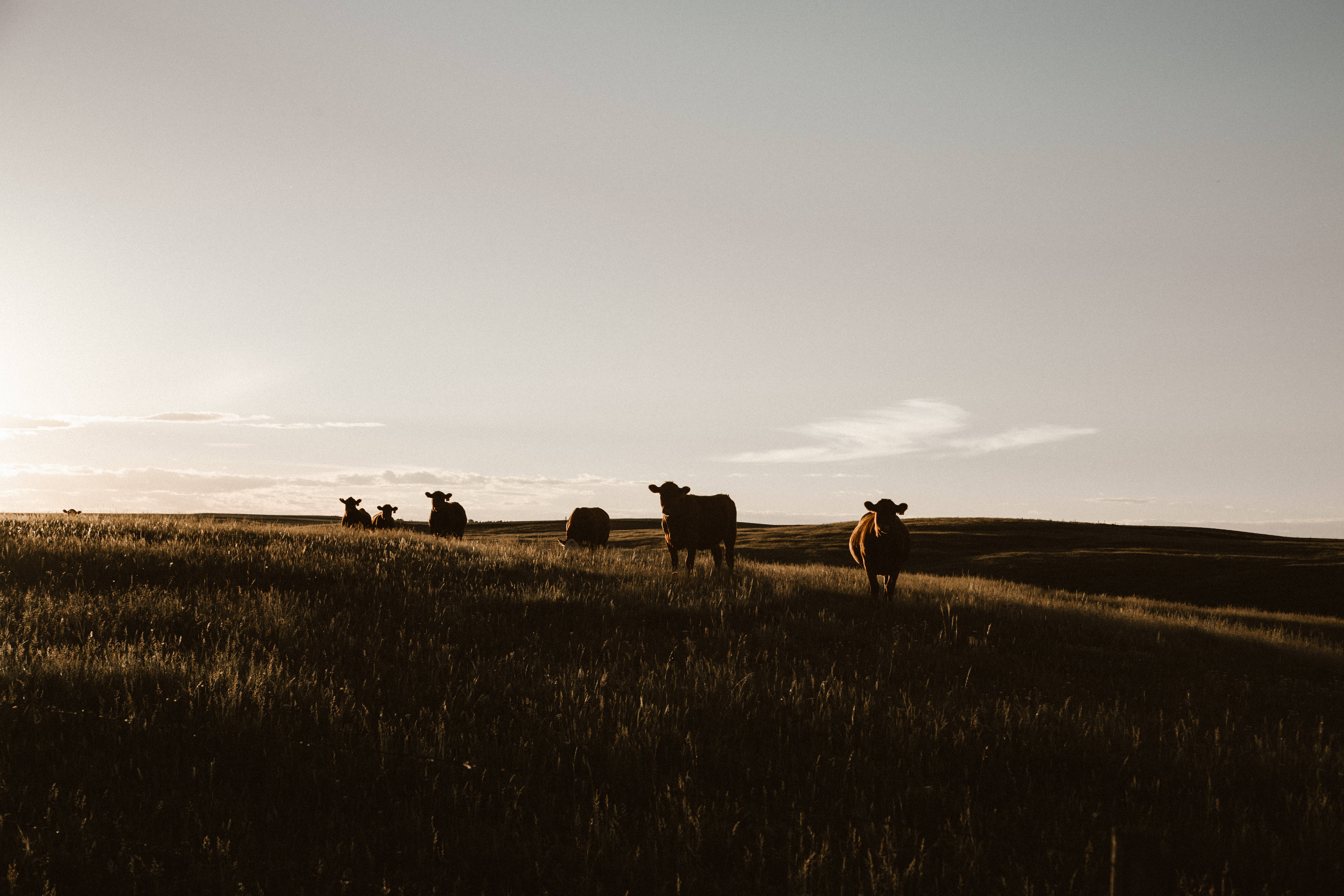 cute cows, grass, overcast, 5K Desktop Wallpaper