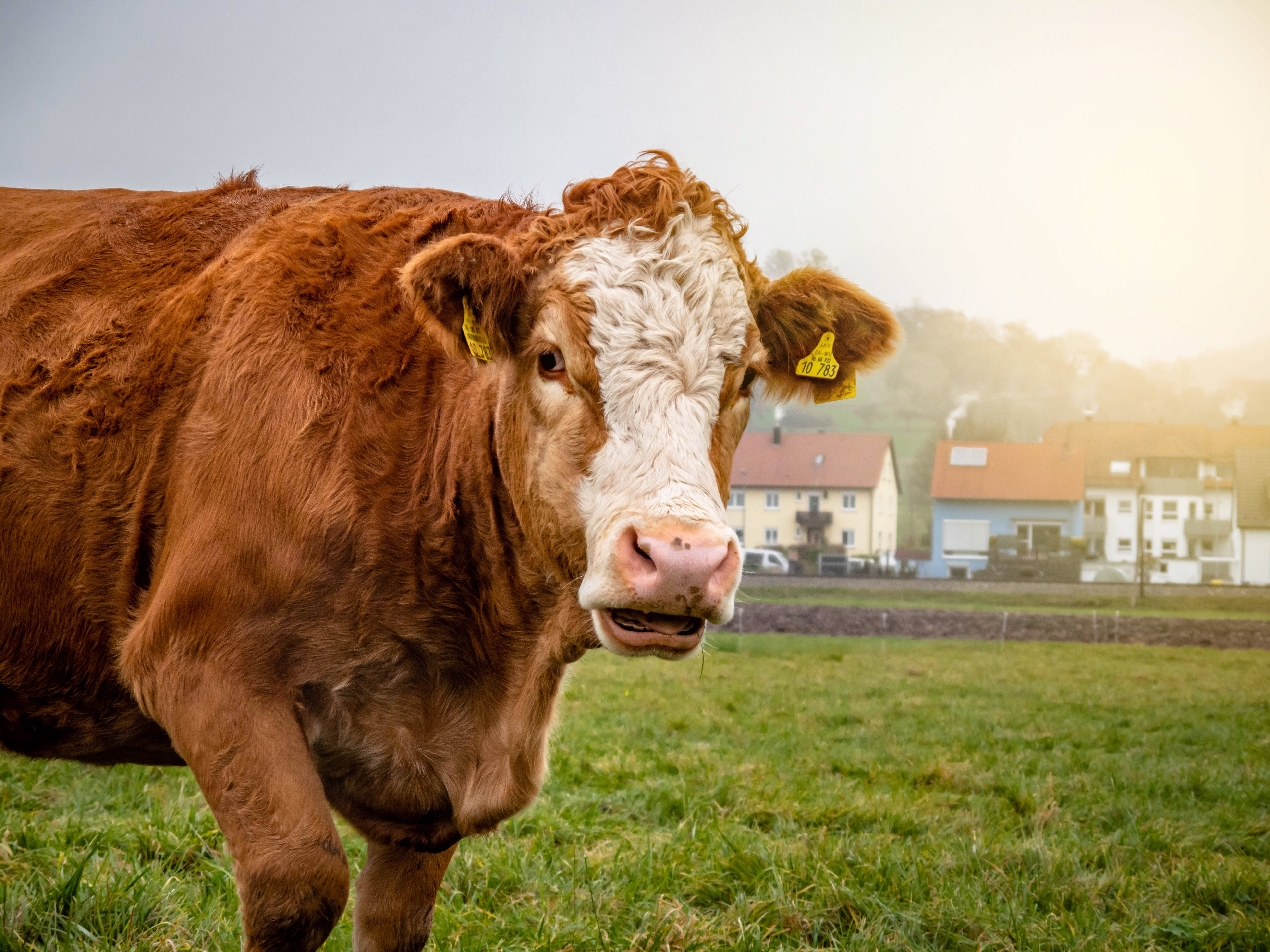 Cute Cow, brown and white cow, yellow ear tags, 5K Desktop Wallpaper