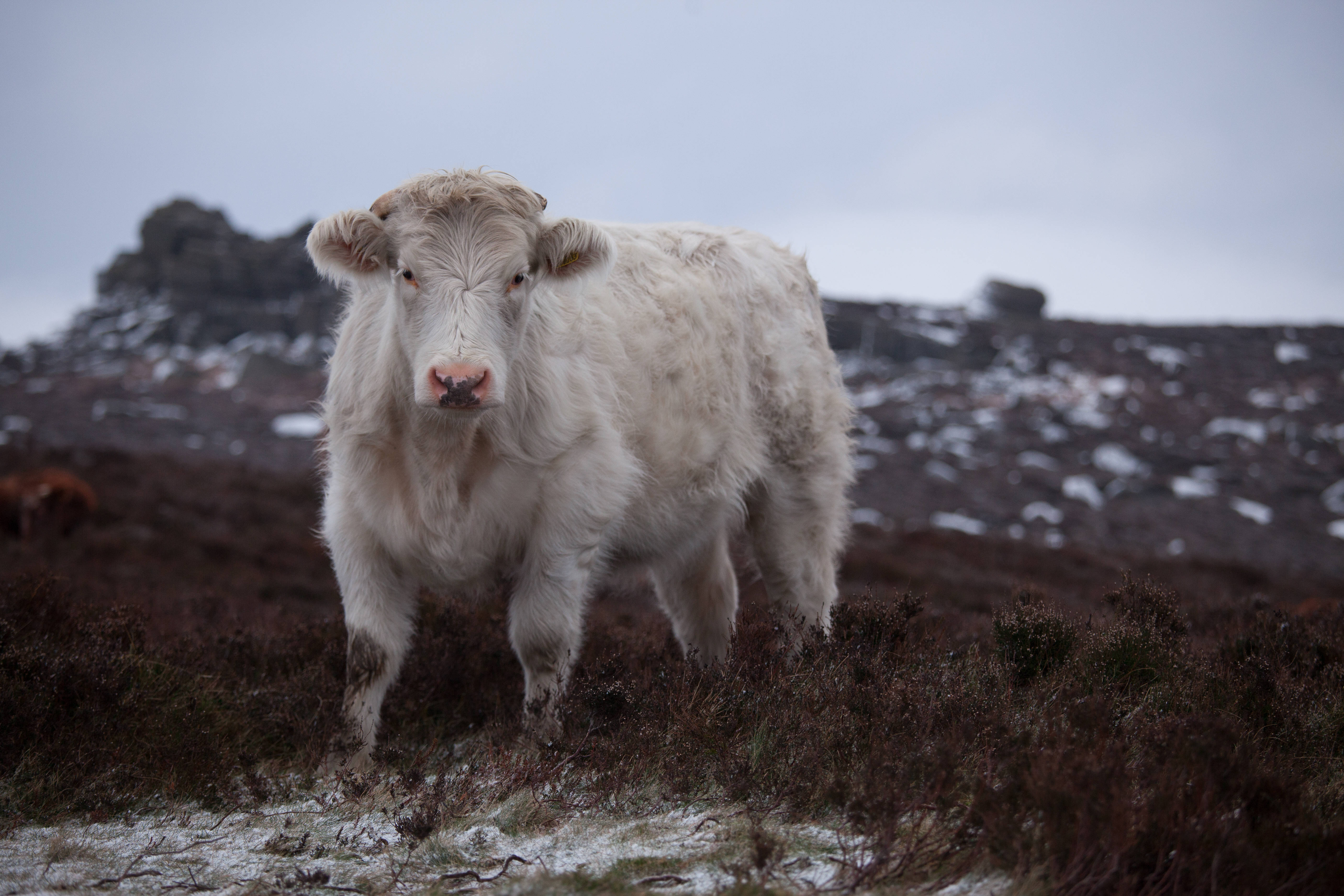 white Highland cow, snowy heathland, dark shrubs, 5K Desktop Wallpaper