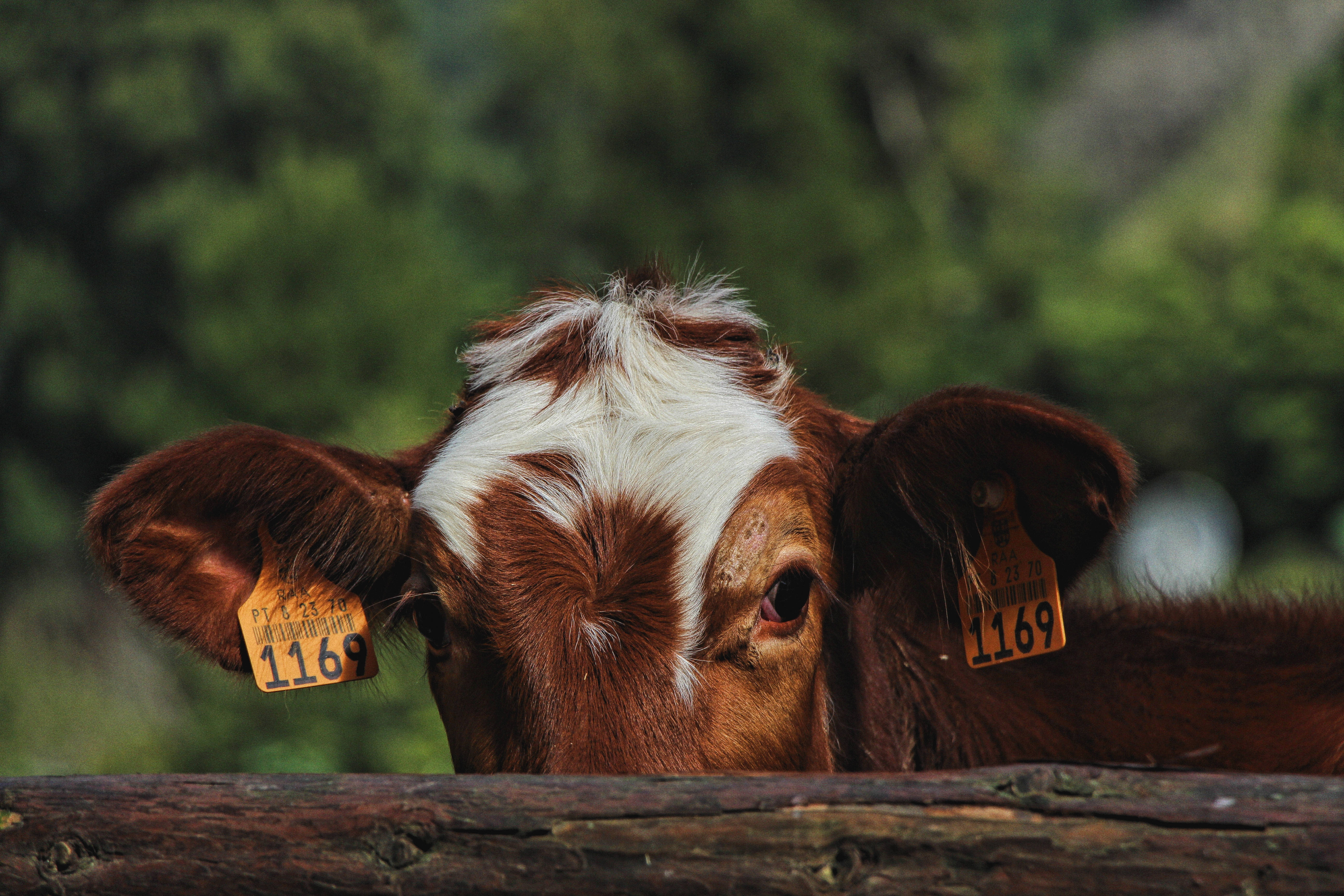cute cow, brown and white cow, ear tags, 5K Desktop Wallpaper