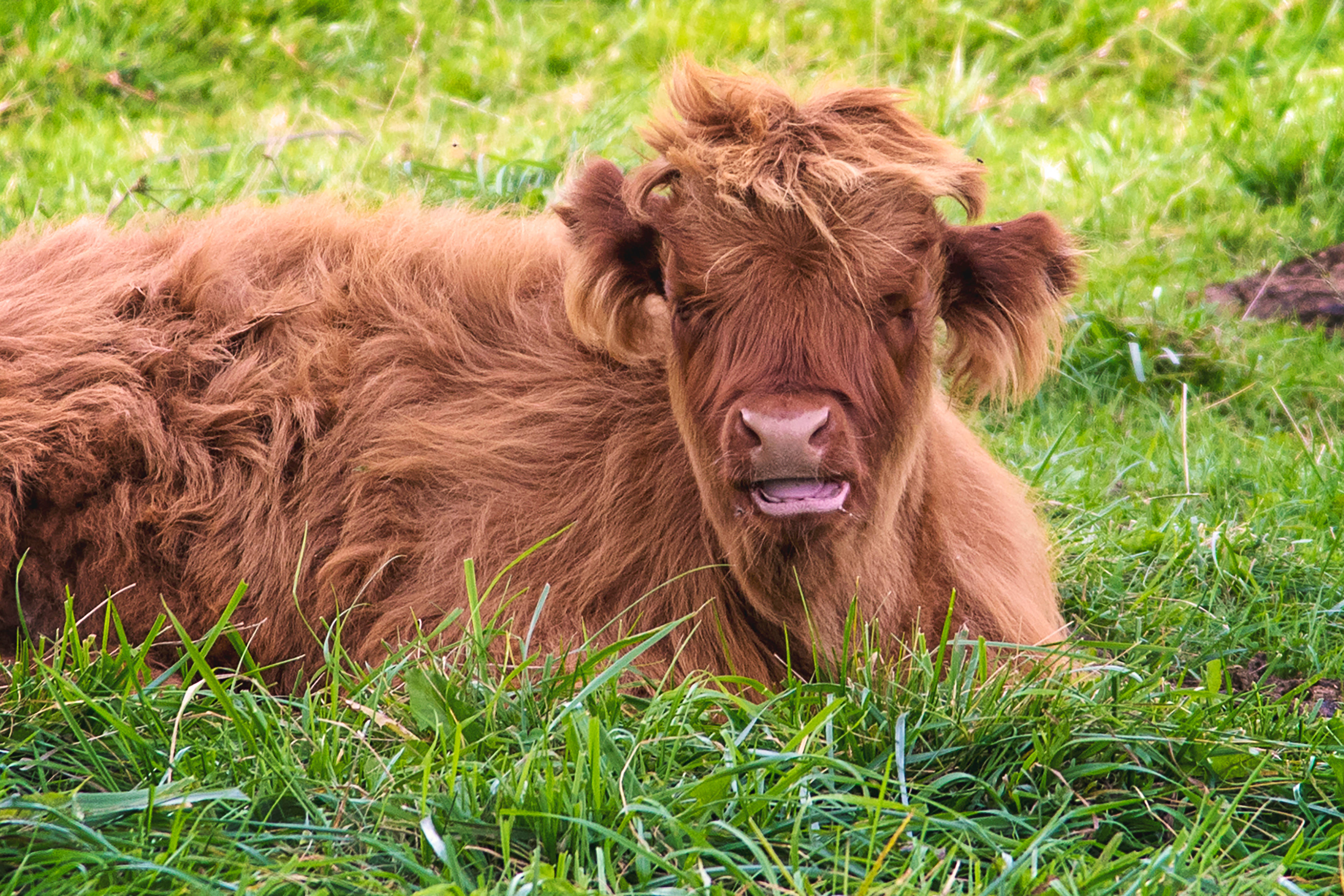 fluffy brown Highland calf, vibrant green grass, lying down, 4K Desktop Wallpaper