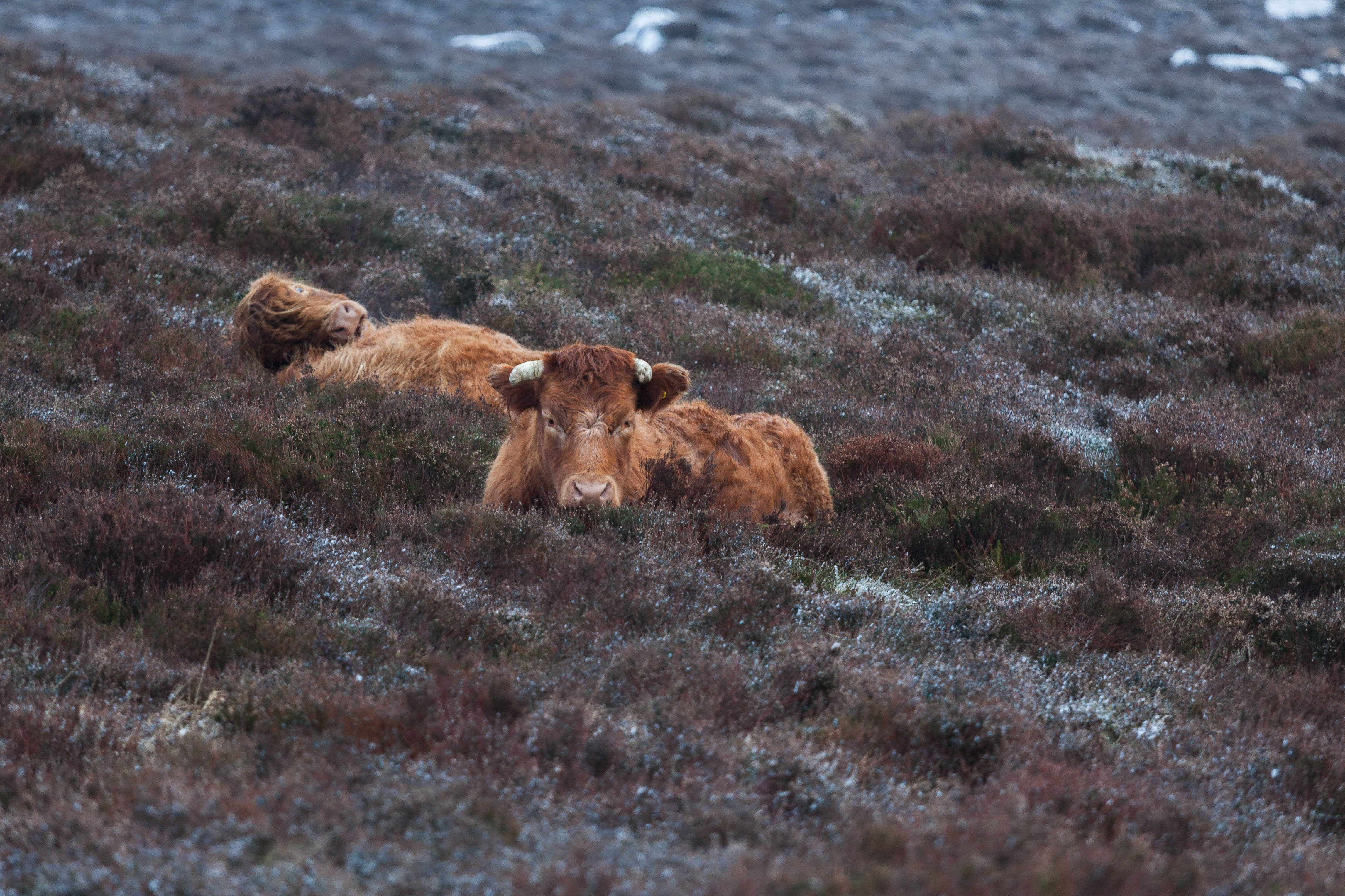 Highland cattle, frost-dusted heather, misty moorland slope, 4K Desktop Wallpaper