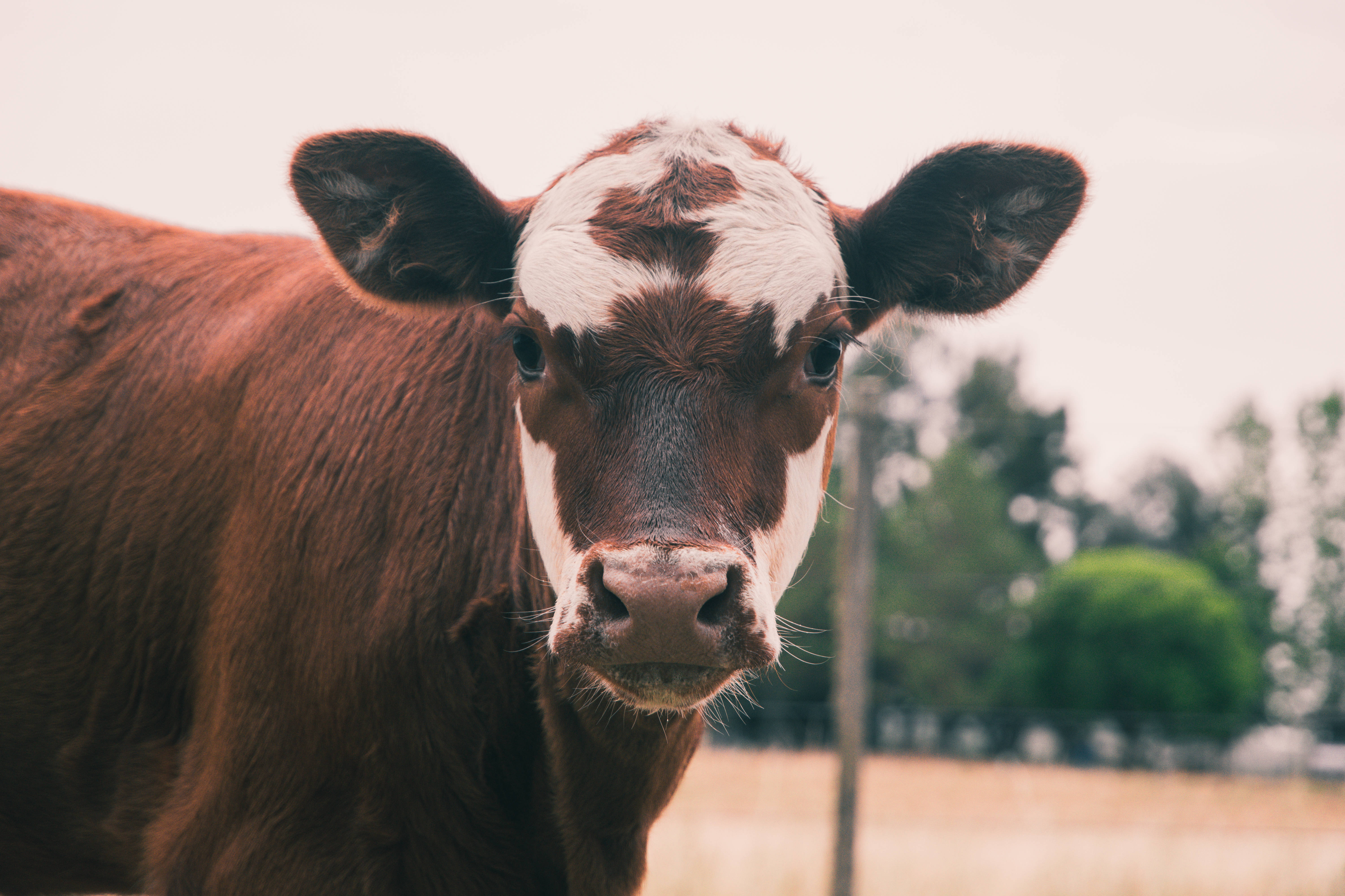 cute cow, brown and white facial marks, close-up, 5K Desktop Wallpaper
