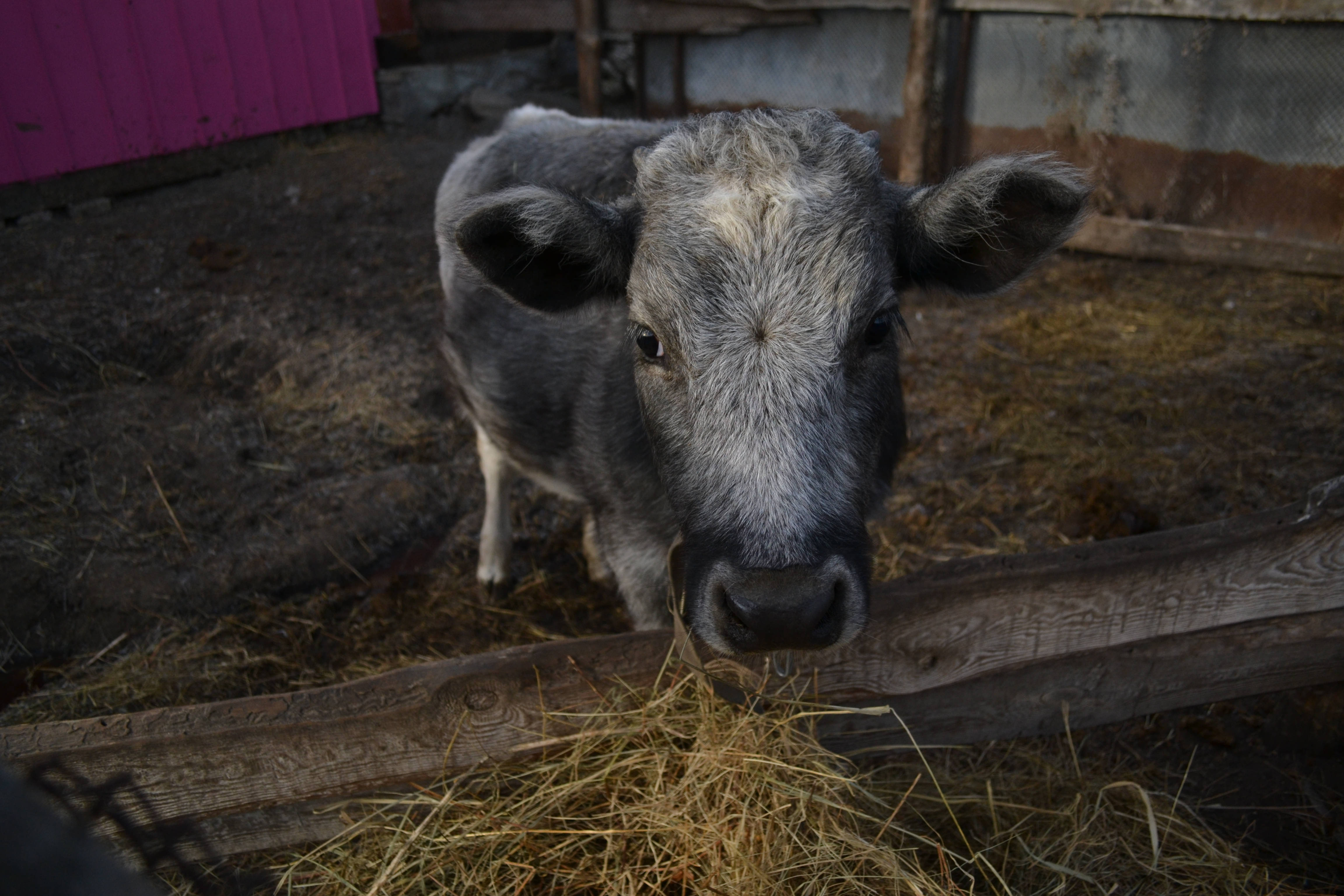 cute gray cow, nose ring, white muzzle, 4K Desktop Wallpaper