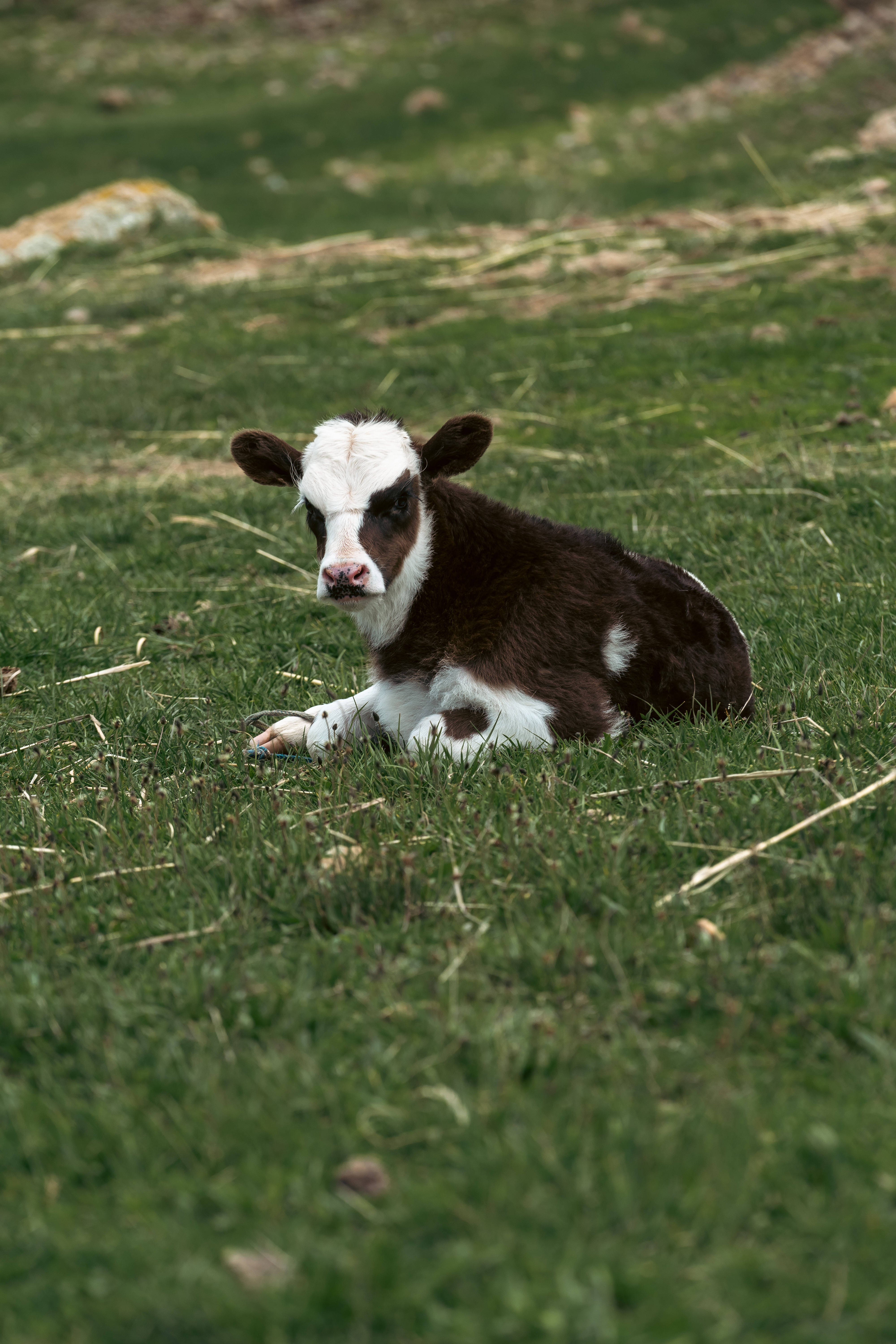 cute baby cow, brown and white calf, lush green meadow, 5K Phone Wallpaper