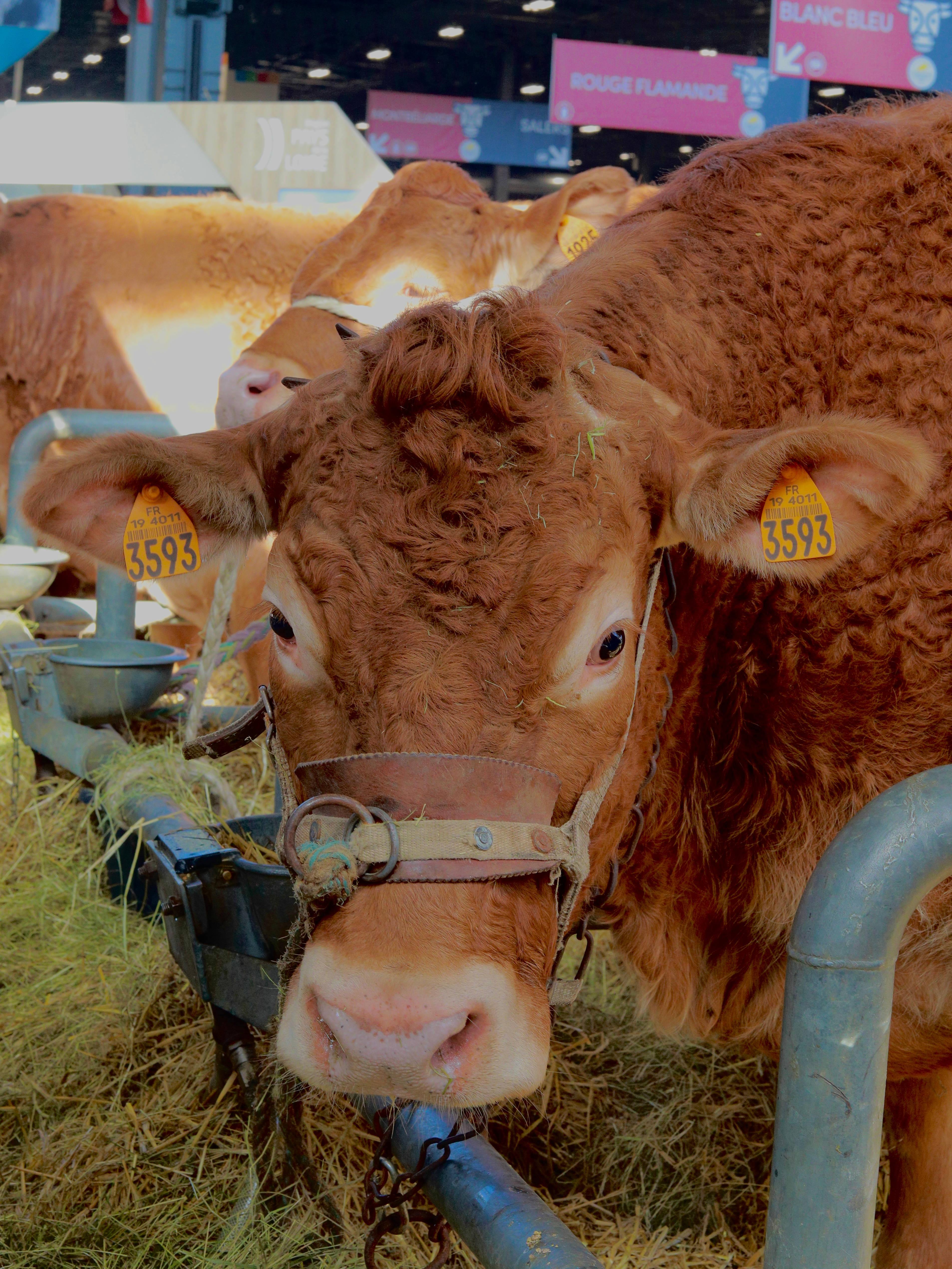 cute cow, halter, brown cow, 4K Phone Wallpaper