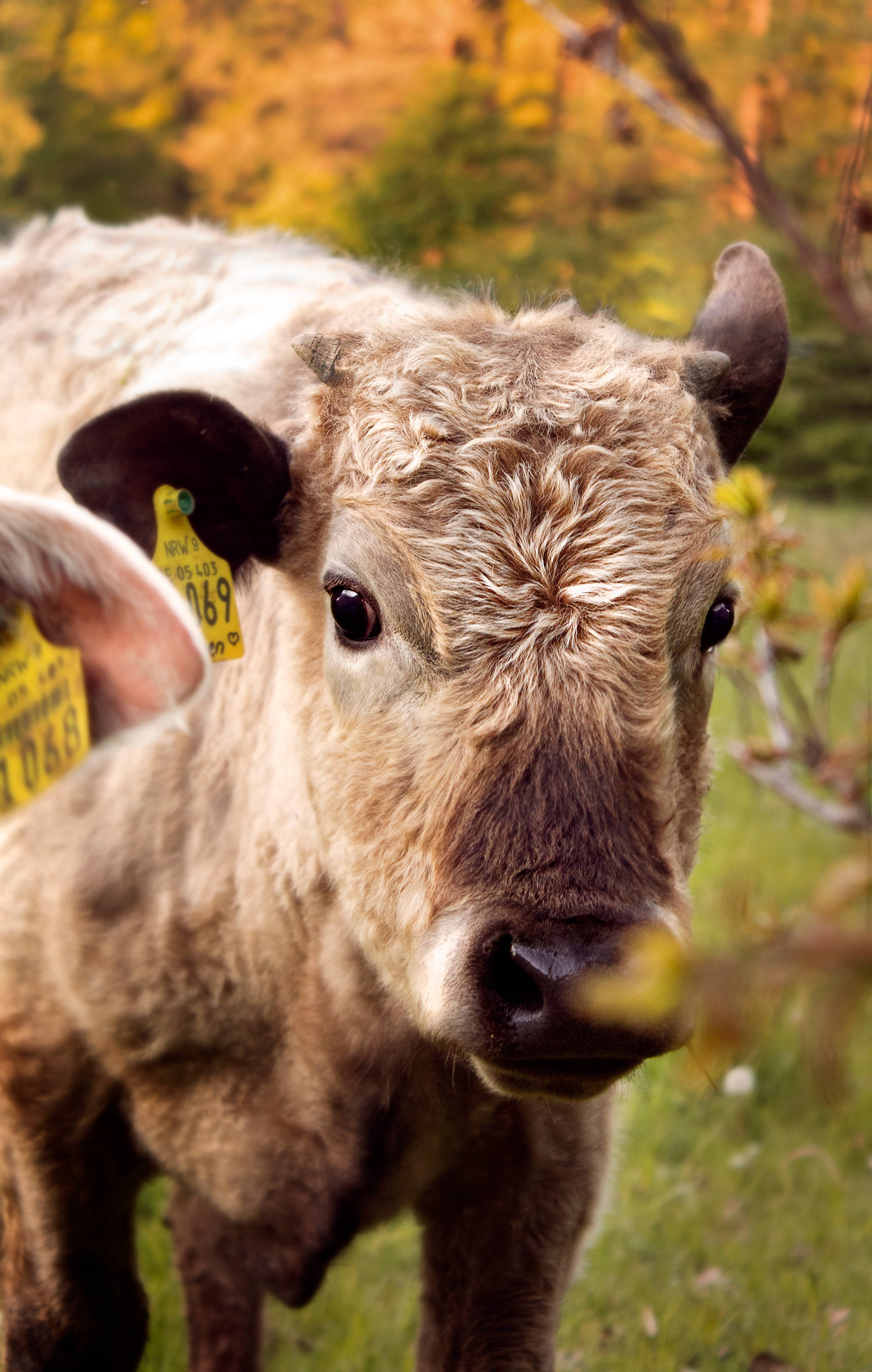 cute cow, light brown fur, yellow ear tag, 4K Phone Wallpaper