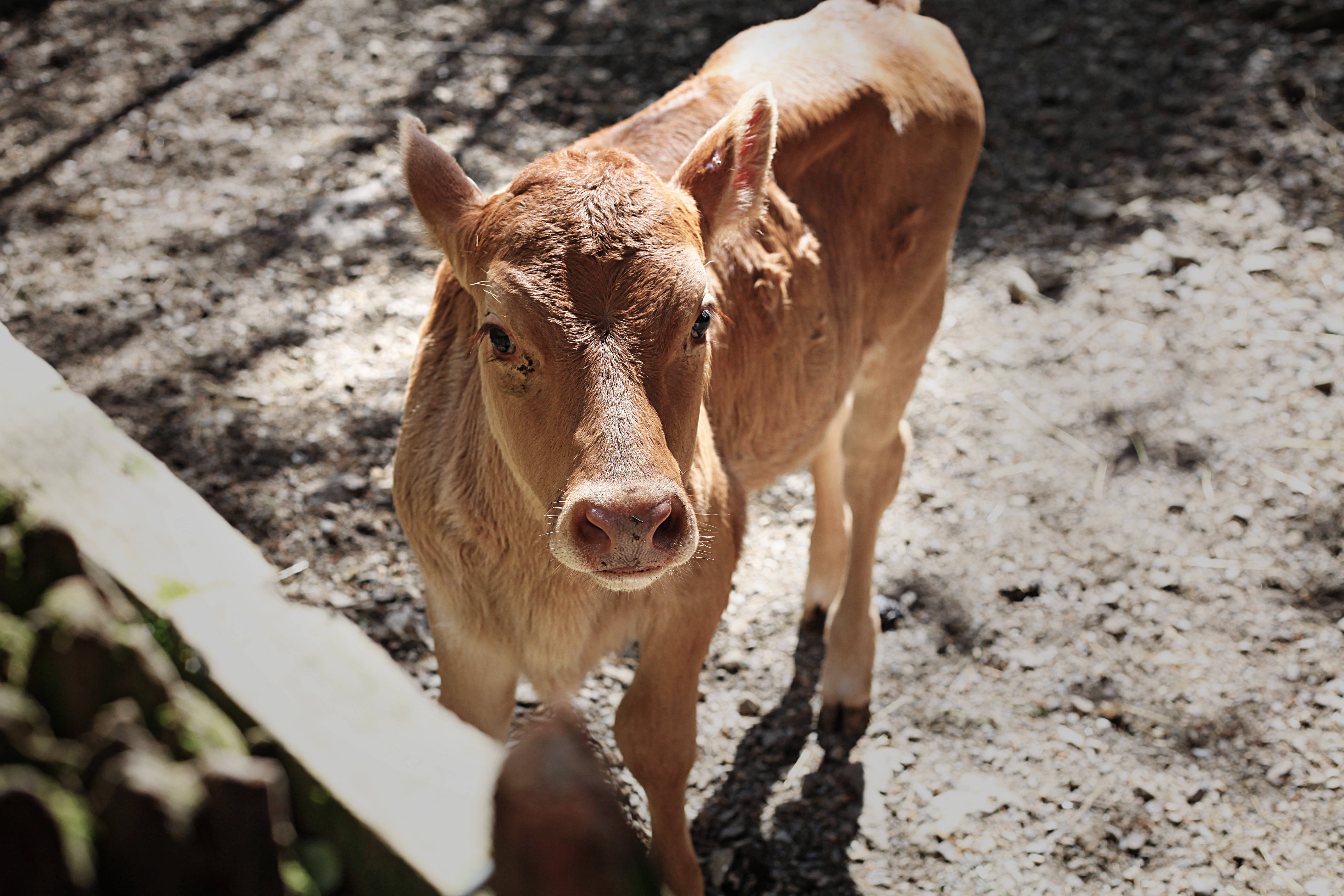 cute brown cow, brown calf, dappled sunlight, 5K Desktop Wallpaper