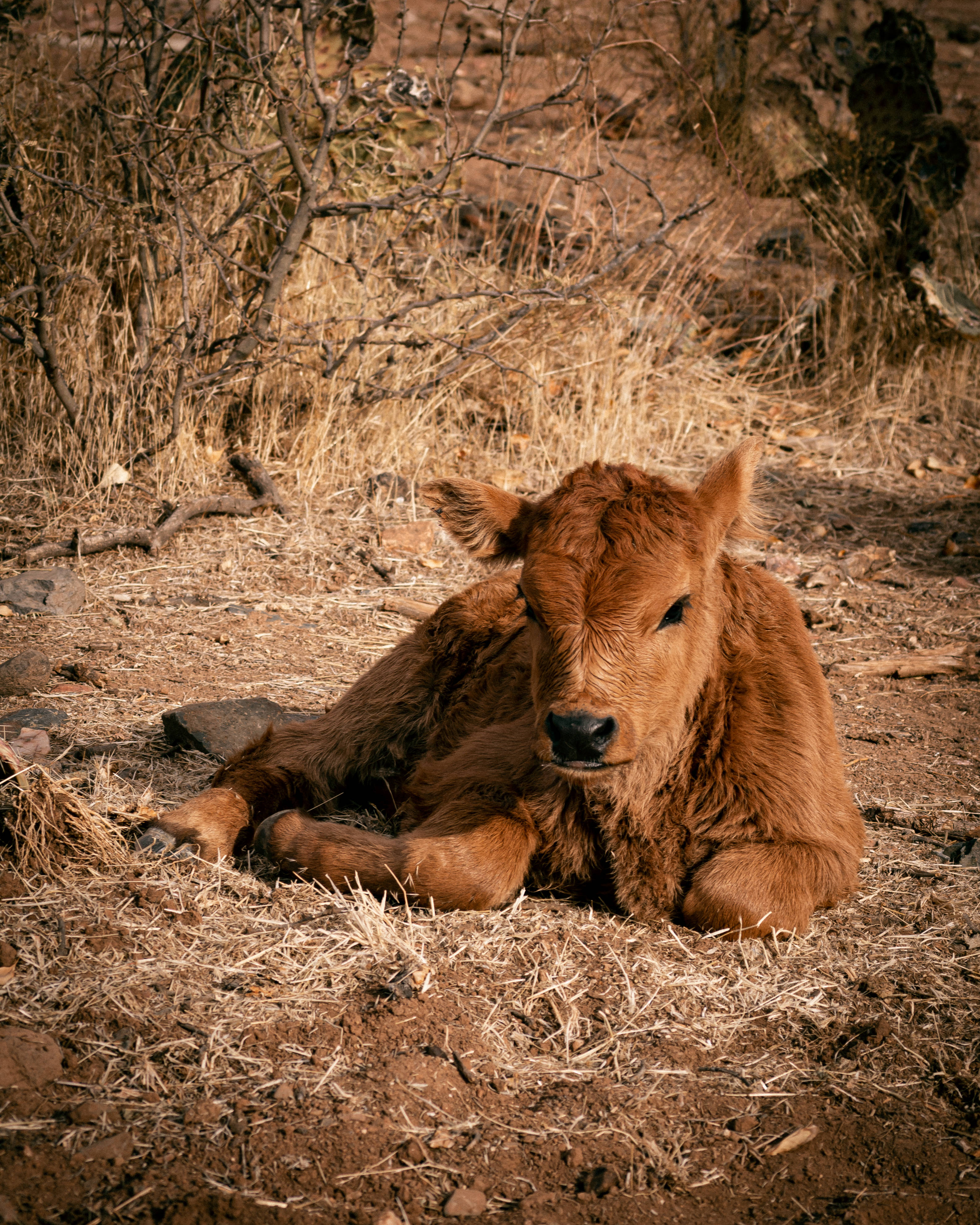 cute brown cow, fluffy brown calf, dry grass, 4K Phone Wallpaper