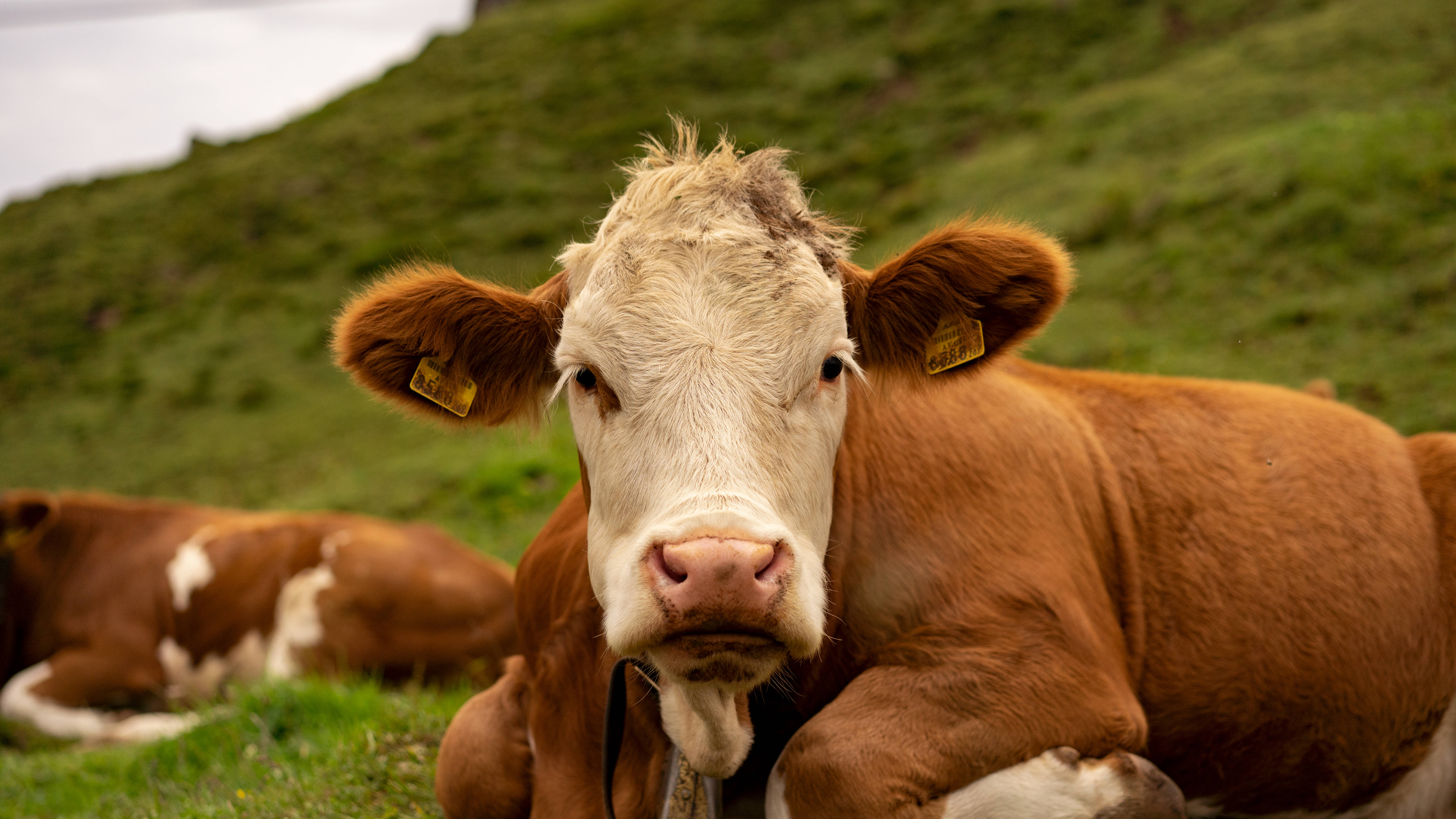 cute cow, white face, brown body, 5K Desktop Wallpaper