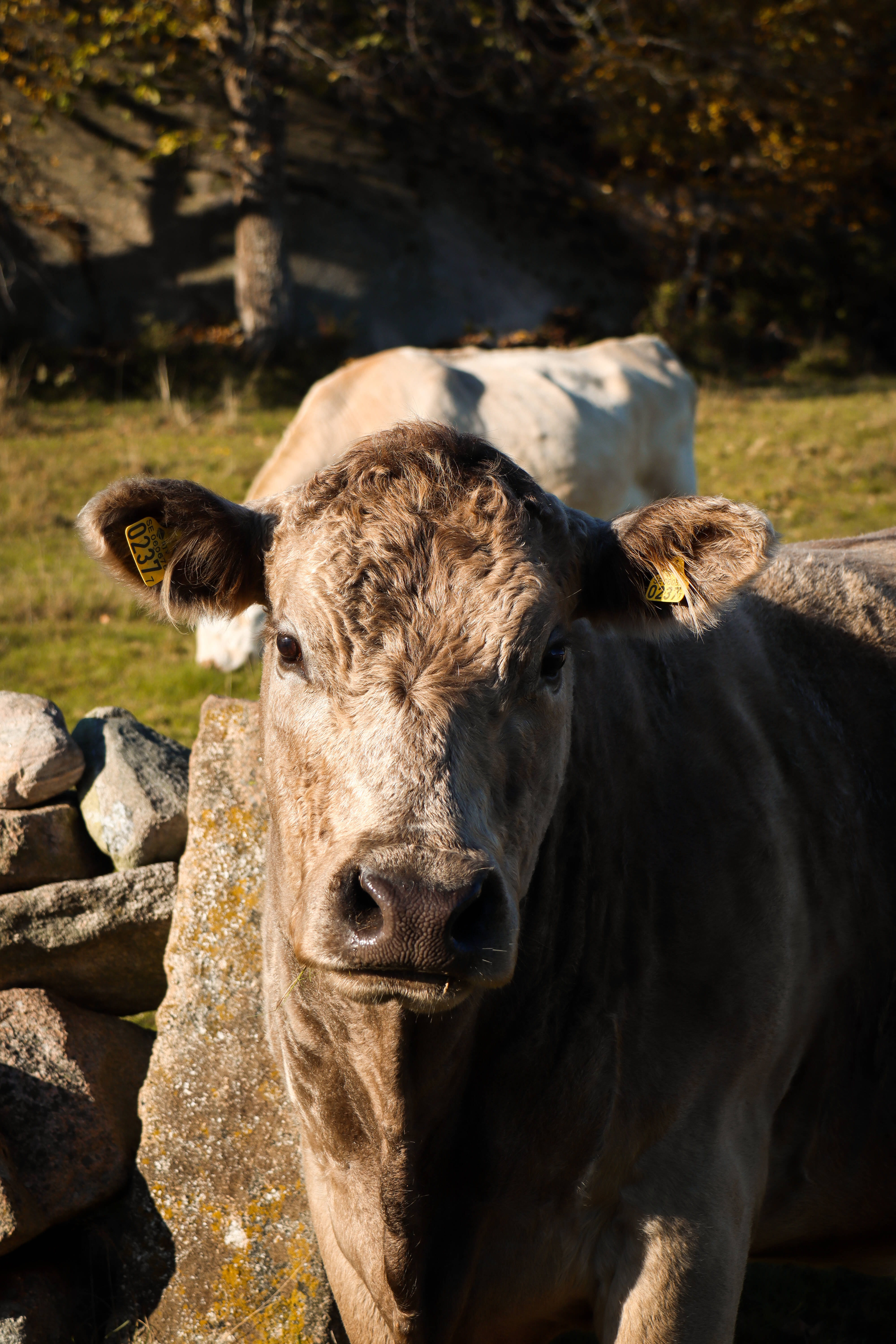 brown cow, yellow ear tags, mossy stone wall, 5K Phone Wallpaper