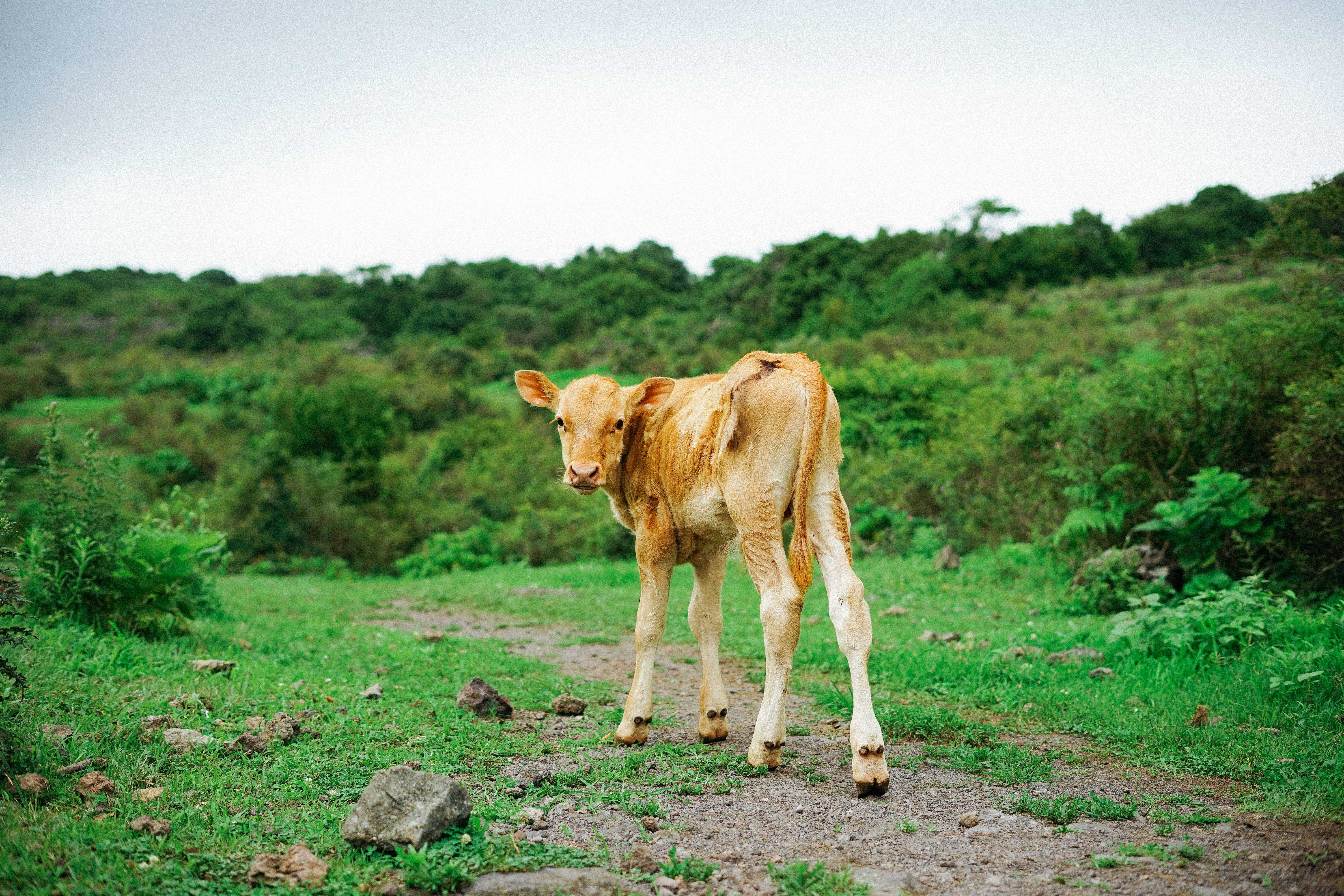 cute cow, grassy path, light brown calf, 5K Desktop Wallpaper