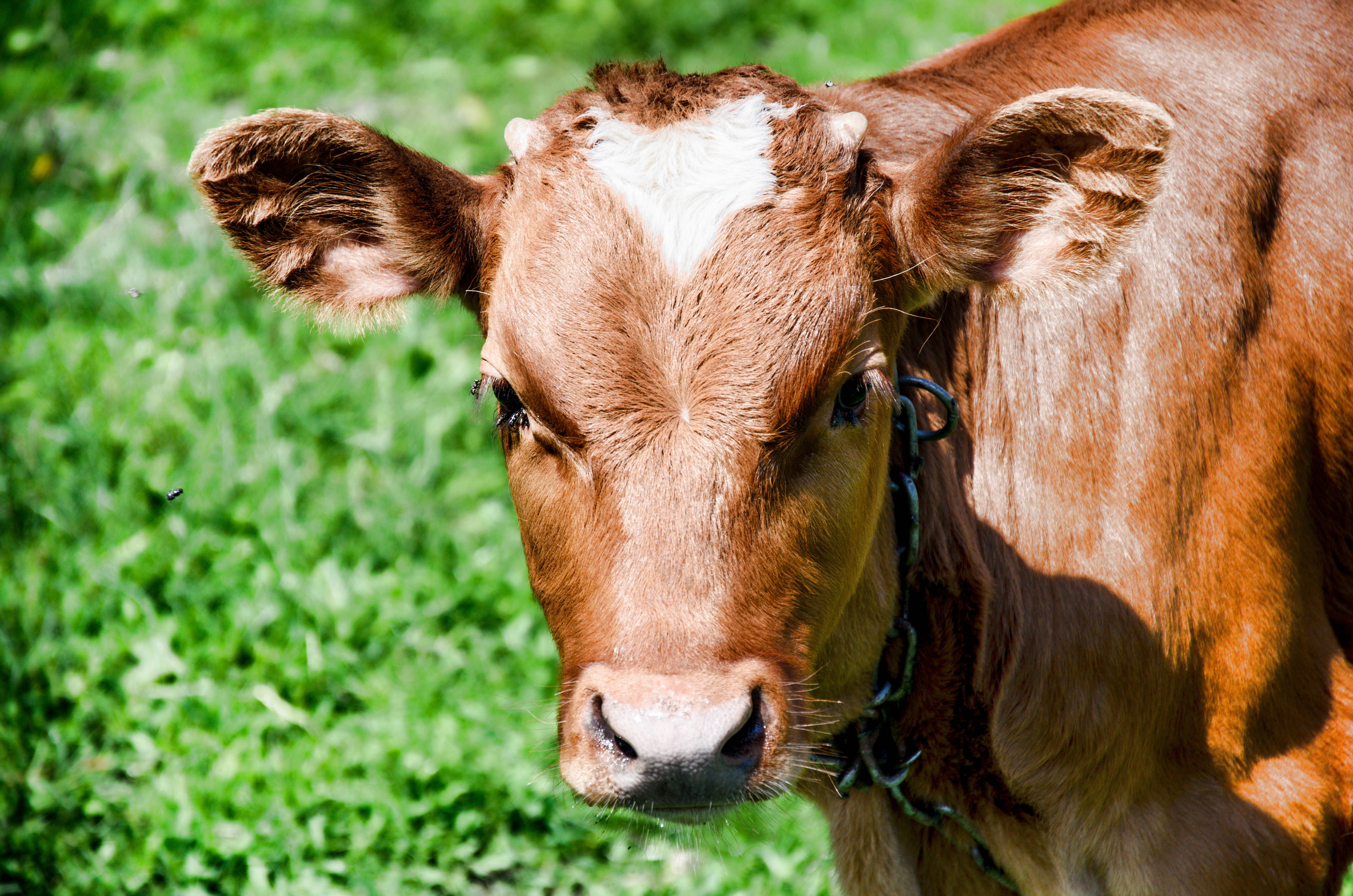 brown cow, white forehead, bright green grass, 4K Desktop Wallpaper