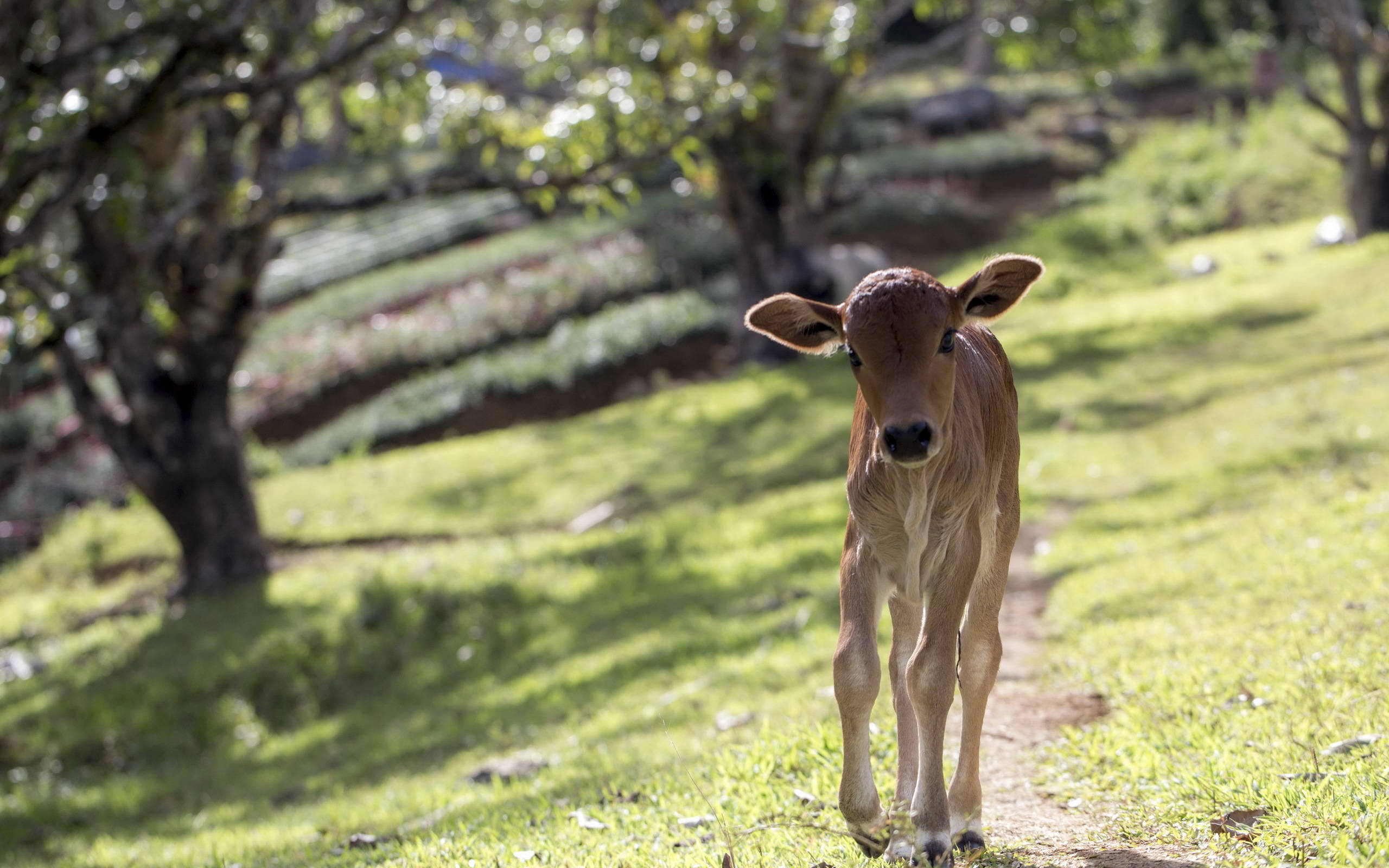 cute skinny cow, grassy path, sunlit orchard, 2K Desktop Wallpaper
