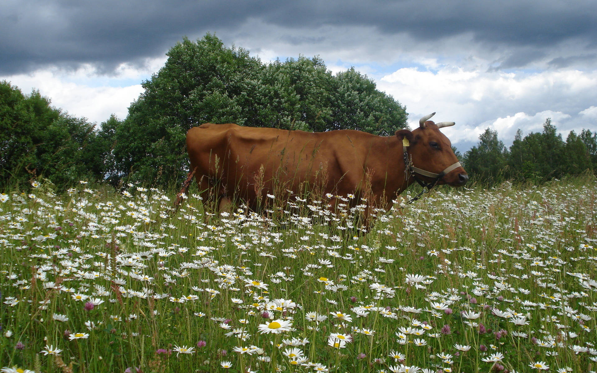 cute cow, flower meadow, white daisies, Full HD Desktop Wallpaper