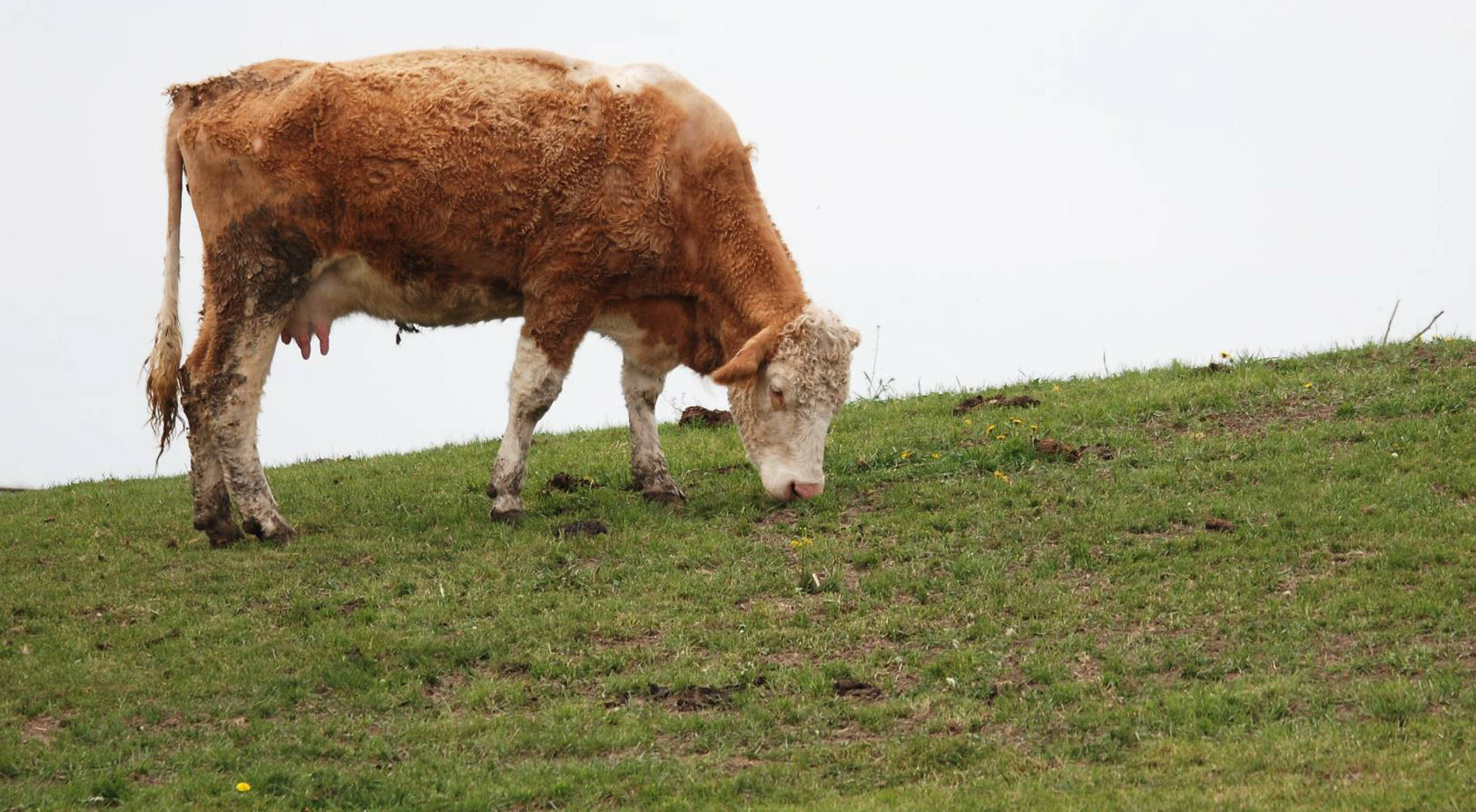 cute cow, grazing, grassy hill, HD Desktop Wallpaper