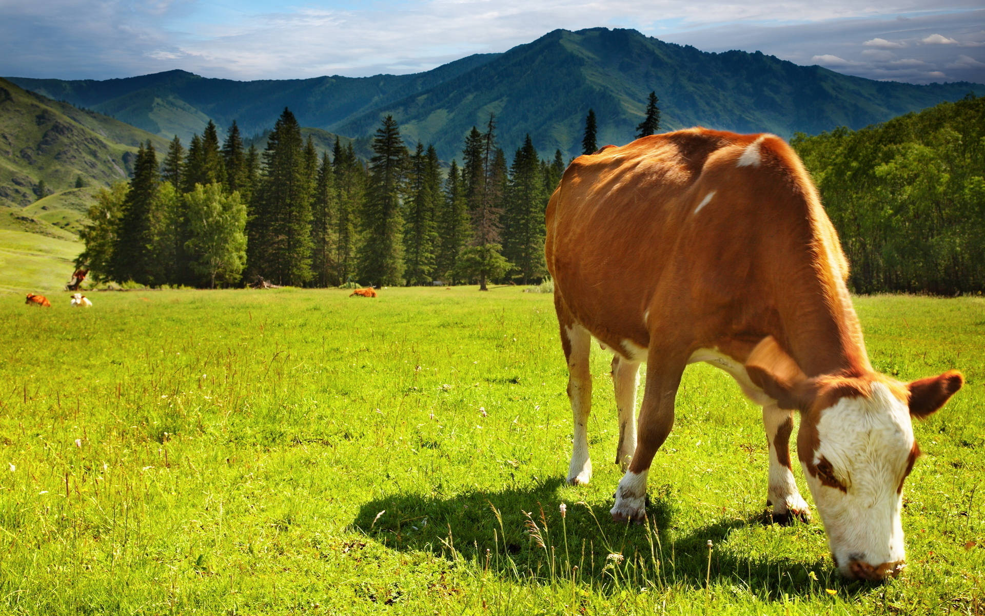 cute cow, brown and white, sunlit green meadow, Full HD Desktop Wallpaper