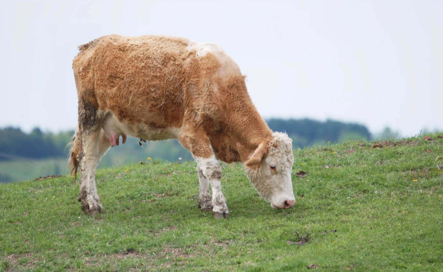 light brown cow, hills, lush green hill, HD Desktop Wallpaper