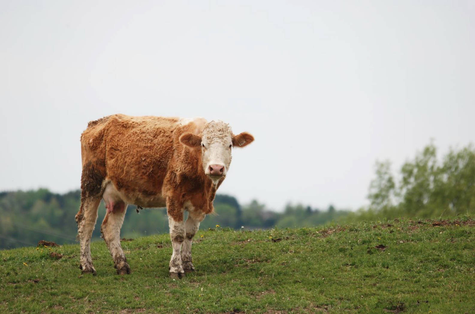 cute brown cow, grassy hill, overcast sky, HD Desktop Wallpaper