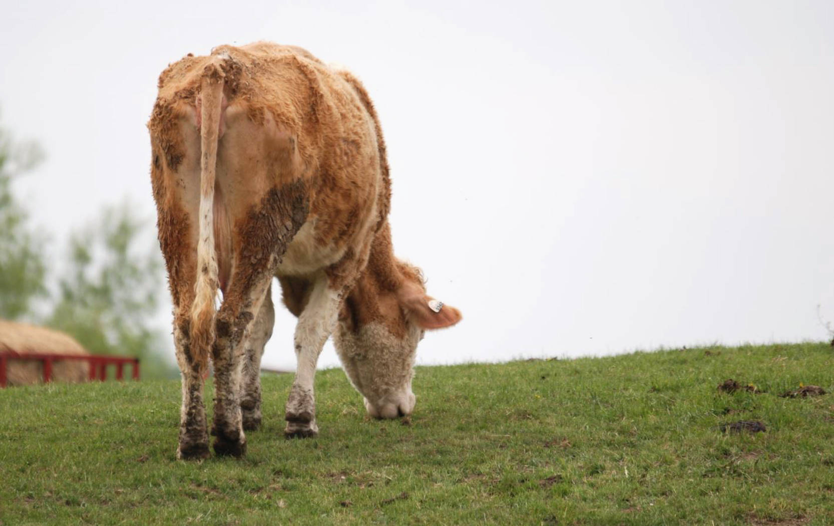 cute cow, brown cow, muddy legs, HD Desktop Wallpaper