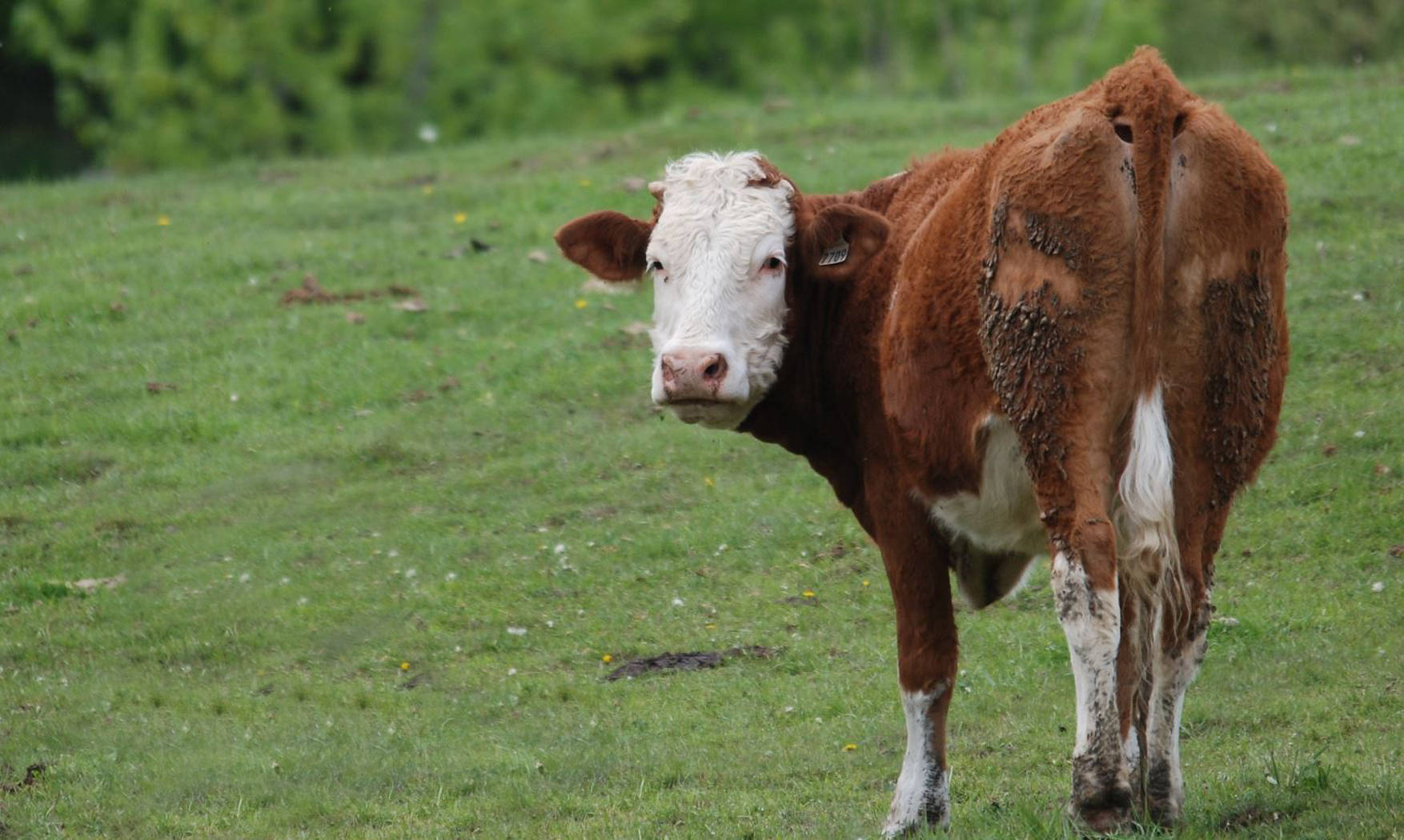 cute cow, meadow, brown and white, HD Desktop Wallpaper