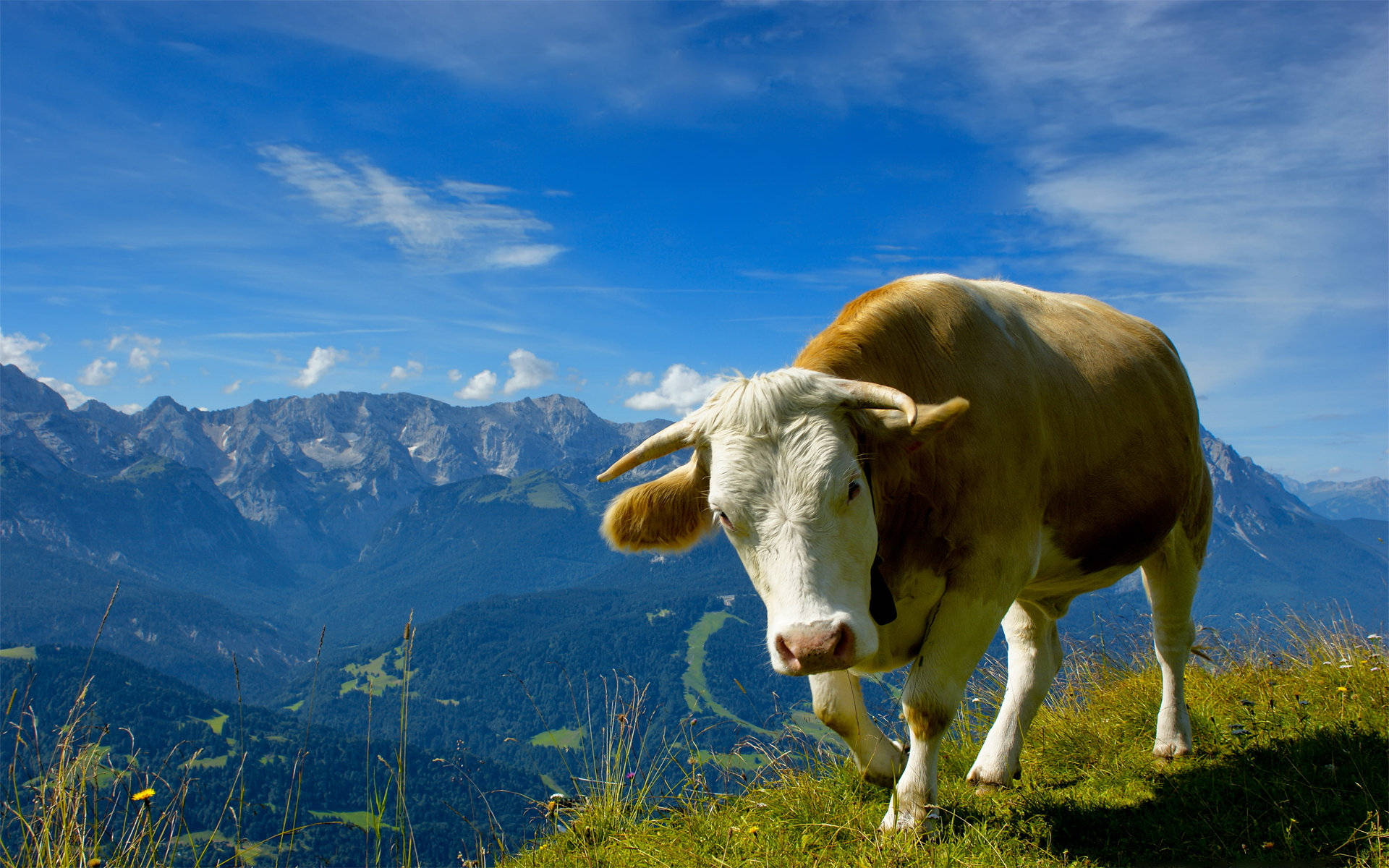 cute cow, mountain ridge, valley, Full HD Desktop Wallpaper