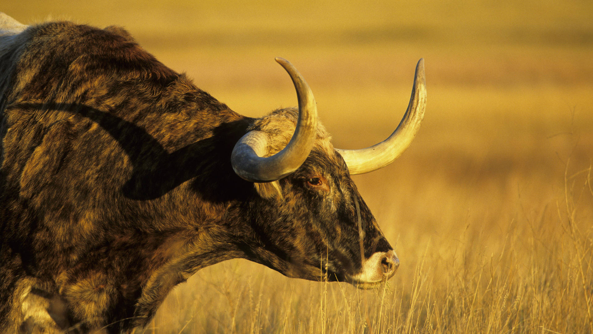 cute cow, curved horns, golden grass, Full HD Desktop Wallpaper