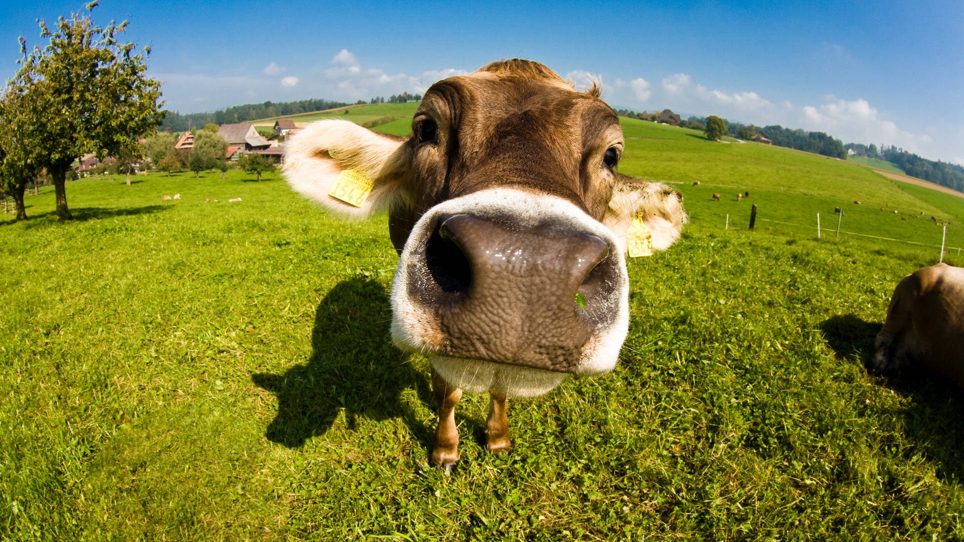 cute cow, brown and white, vibrant green pasture, Full HD Desktop Wallpaper