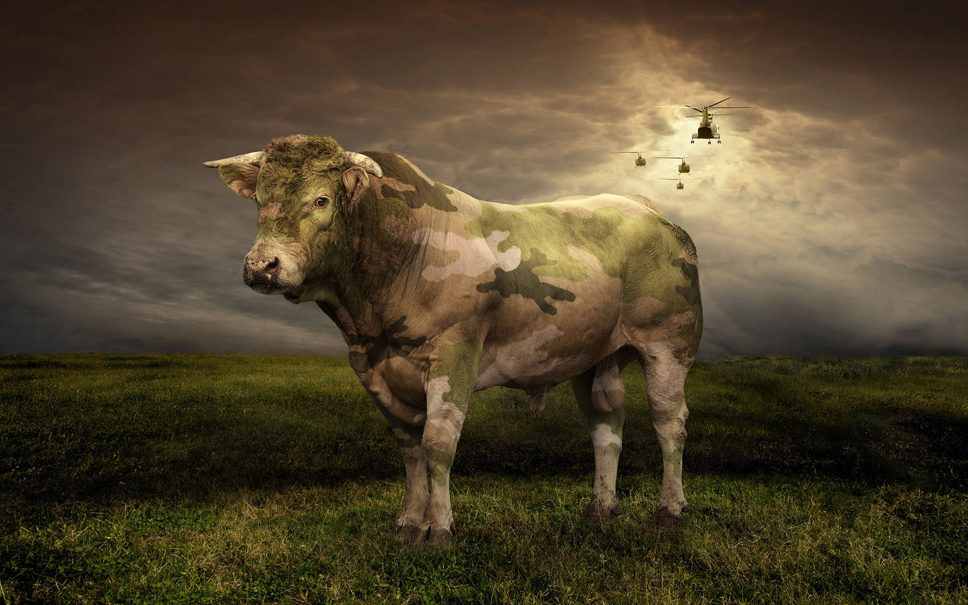 Cute Cow, military pattern, grassy field, Full HD Desktop Wallpaper