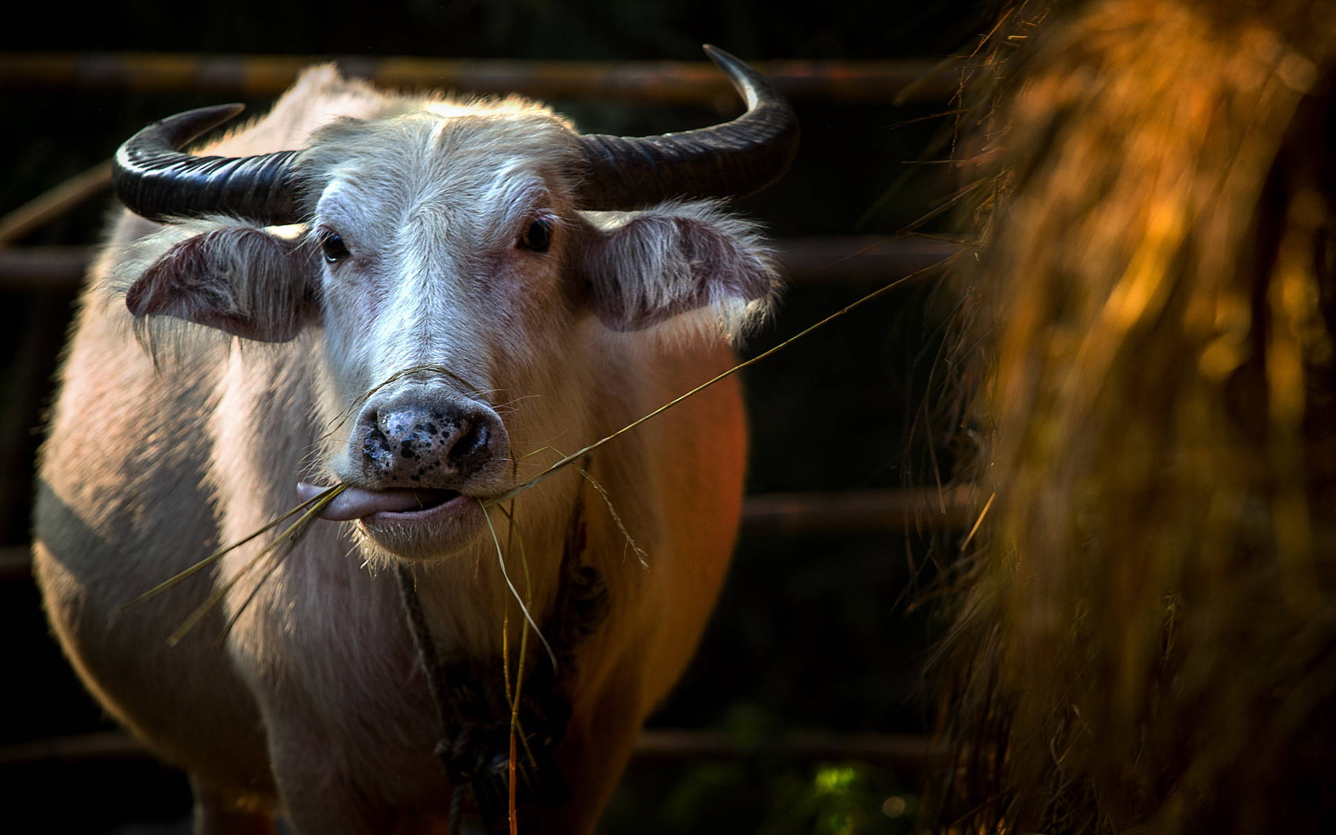 white water buffalo, curved horns, chewing grass, Full HD Desktop Wallpaper