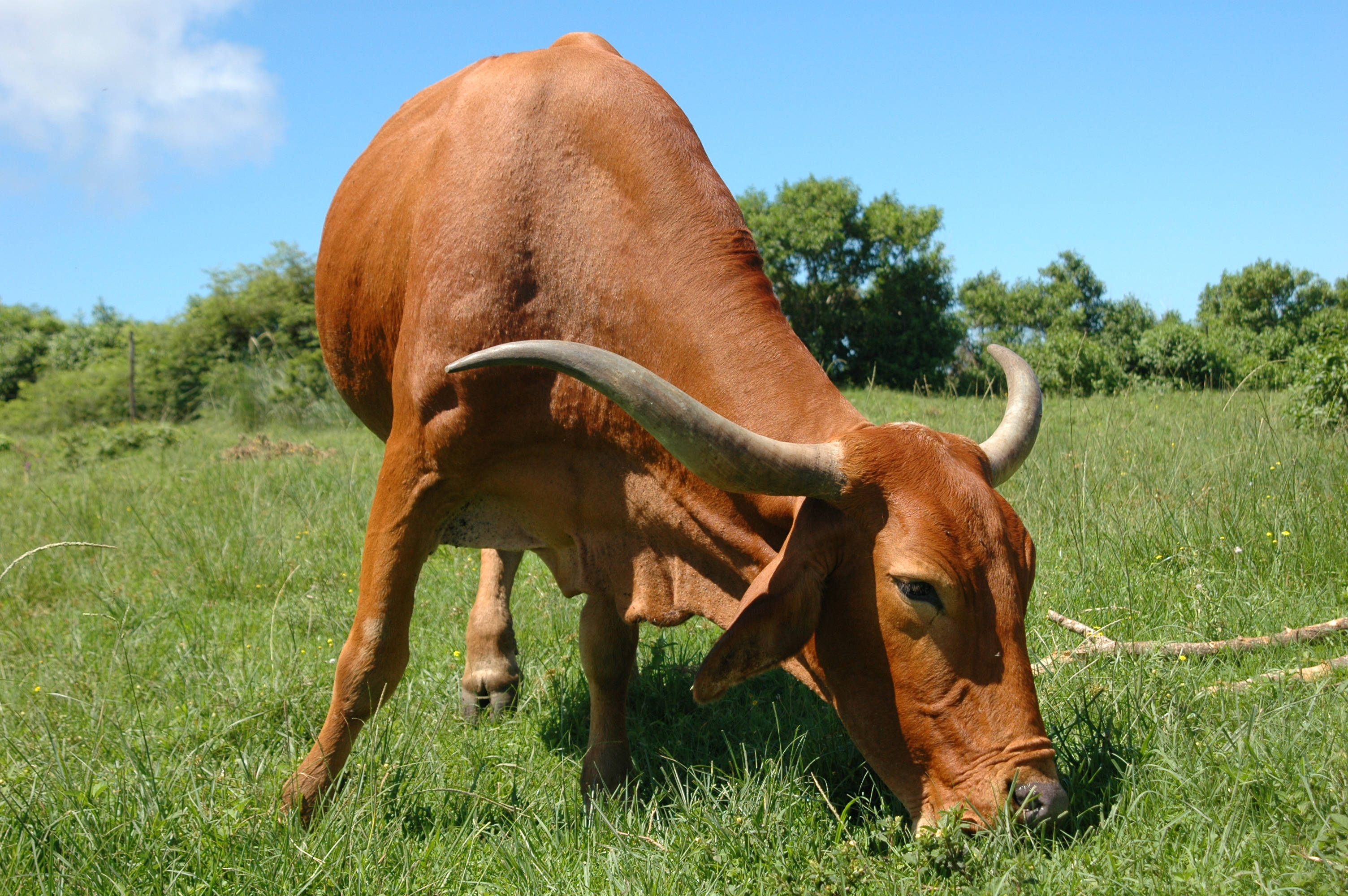 reddish-brown zebu, long curved horns, sunlit green pasture, 2K Desktop Wallpaper
