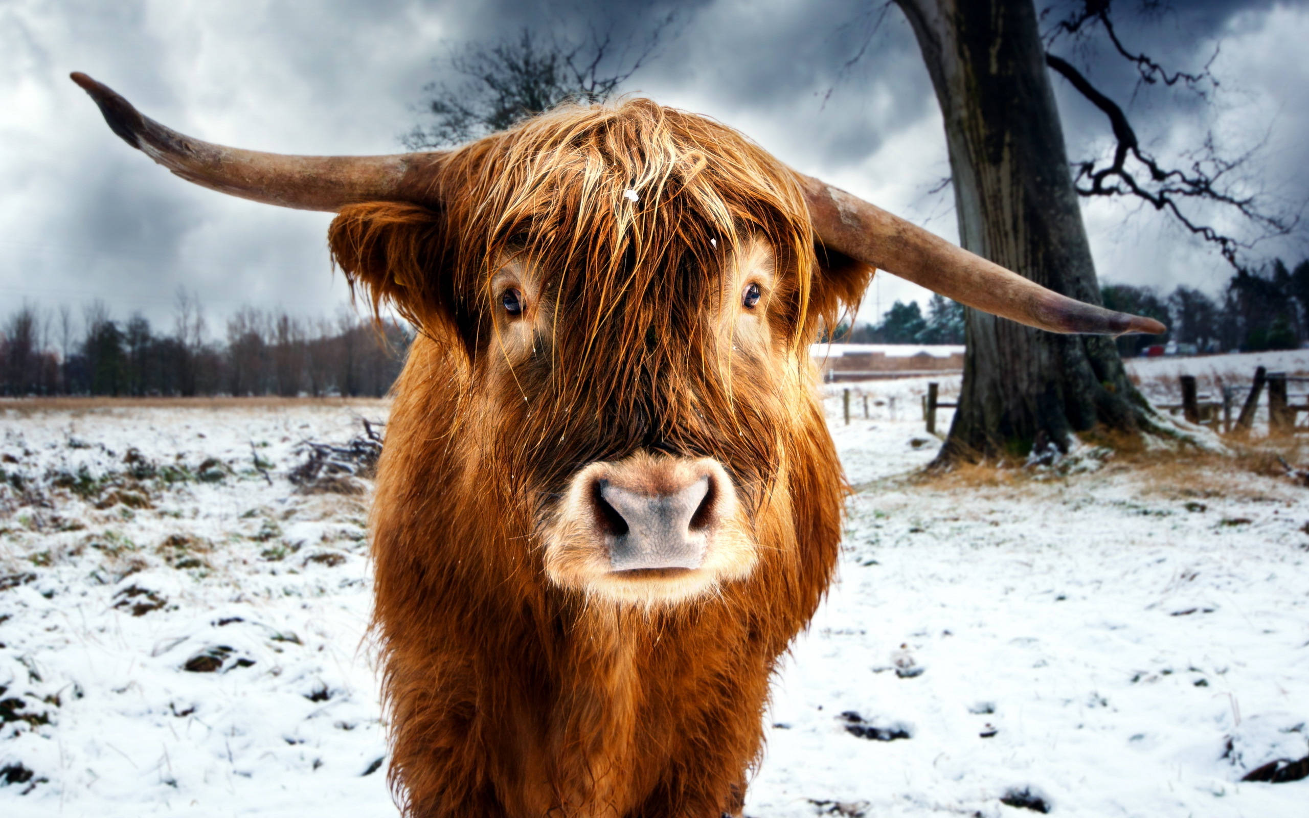cute cow, shaggy brown Highland cow, massive curved horns, 2K Desktop Wallpaper