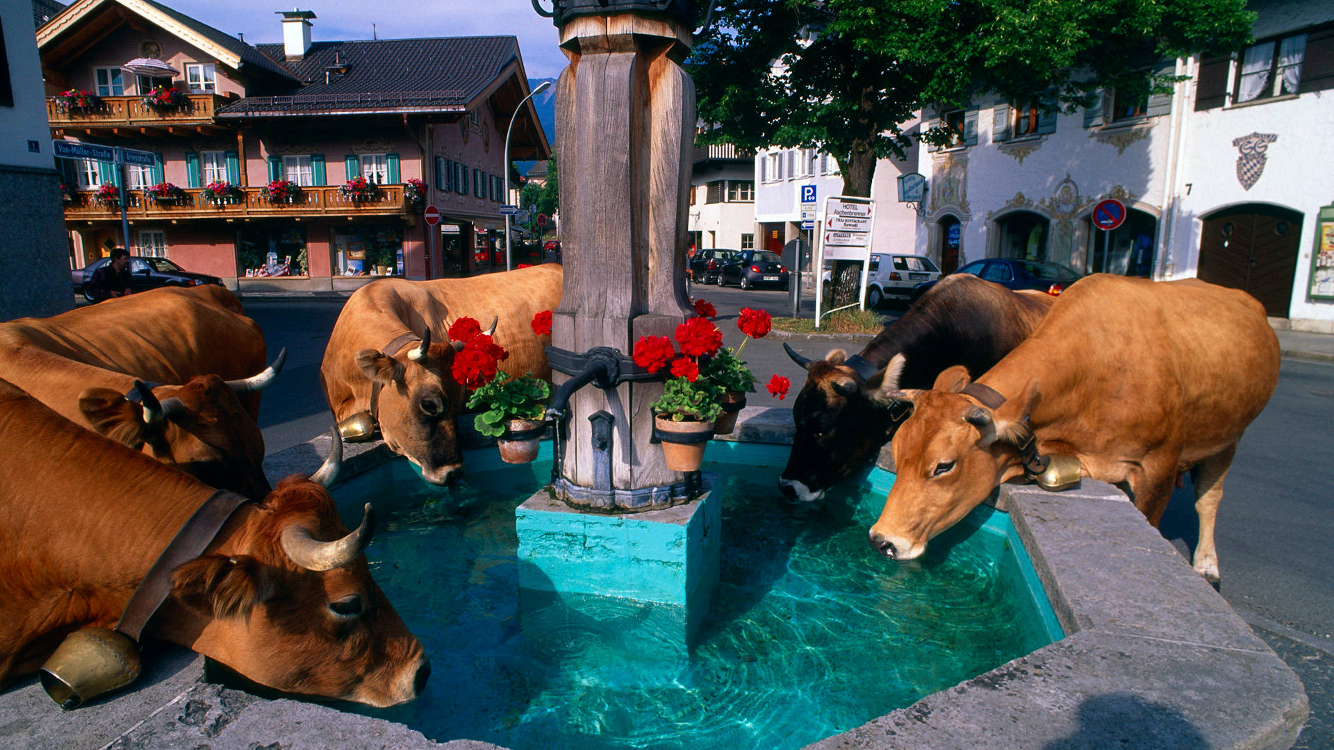 cute cows, turquoise fountain, red flowers, Full HD Desktop Wallpaper
