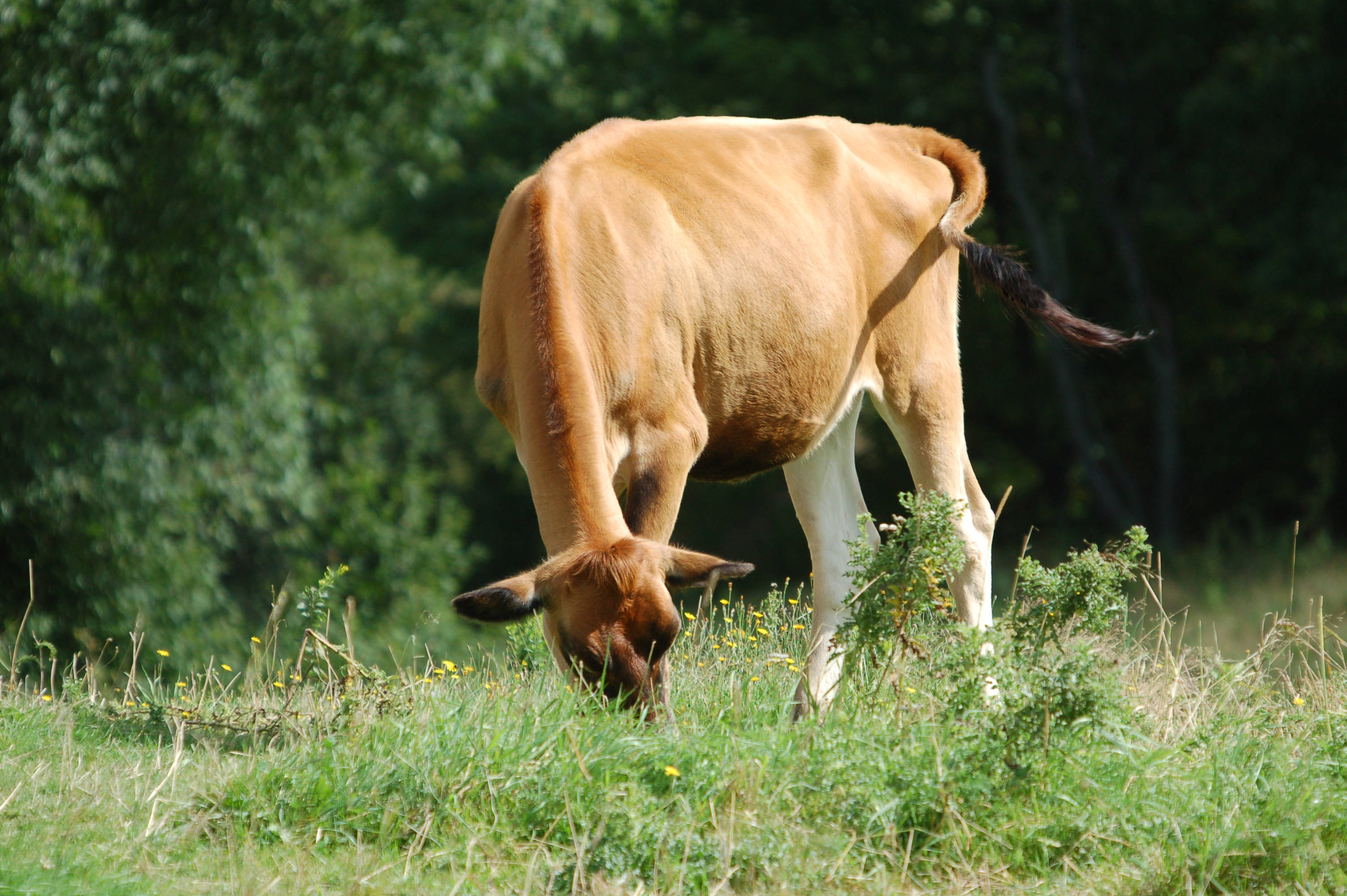 cute cow, light brown, sunlit meadow, 2K Desktop Wallpaper
