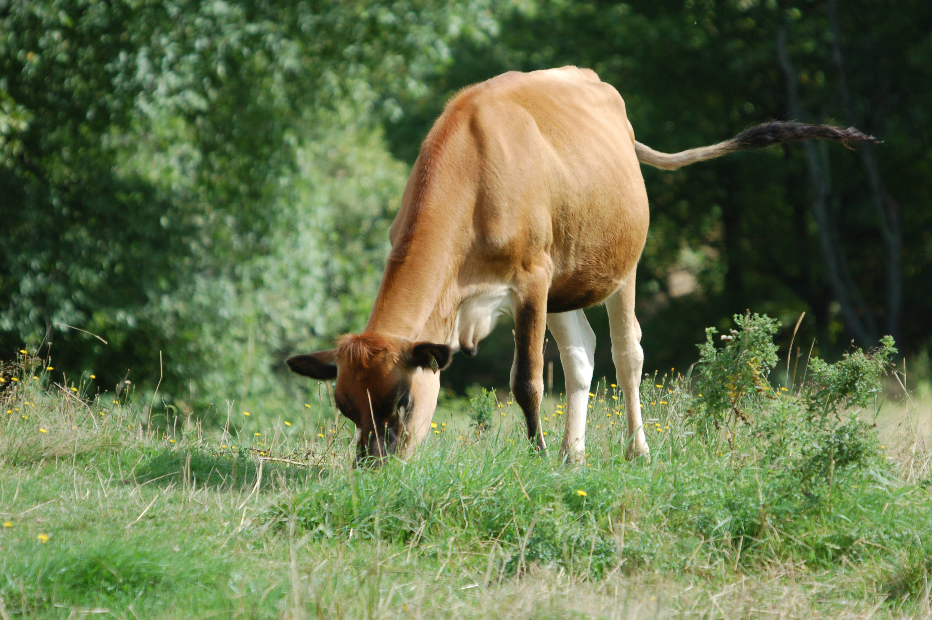 cute cow, brown cow, white legs, 2K Desktop Wallpaper