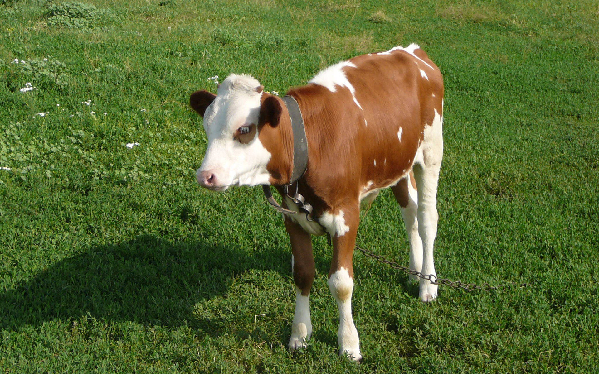 cute cow, black collar, grass, Full HD Desktop Wallpaper