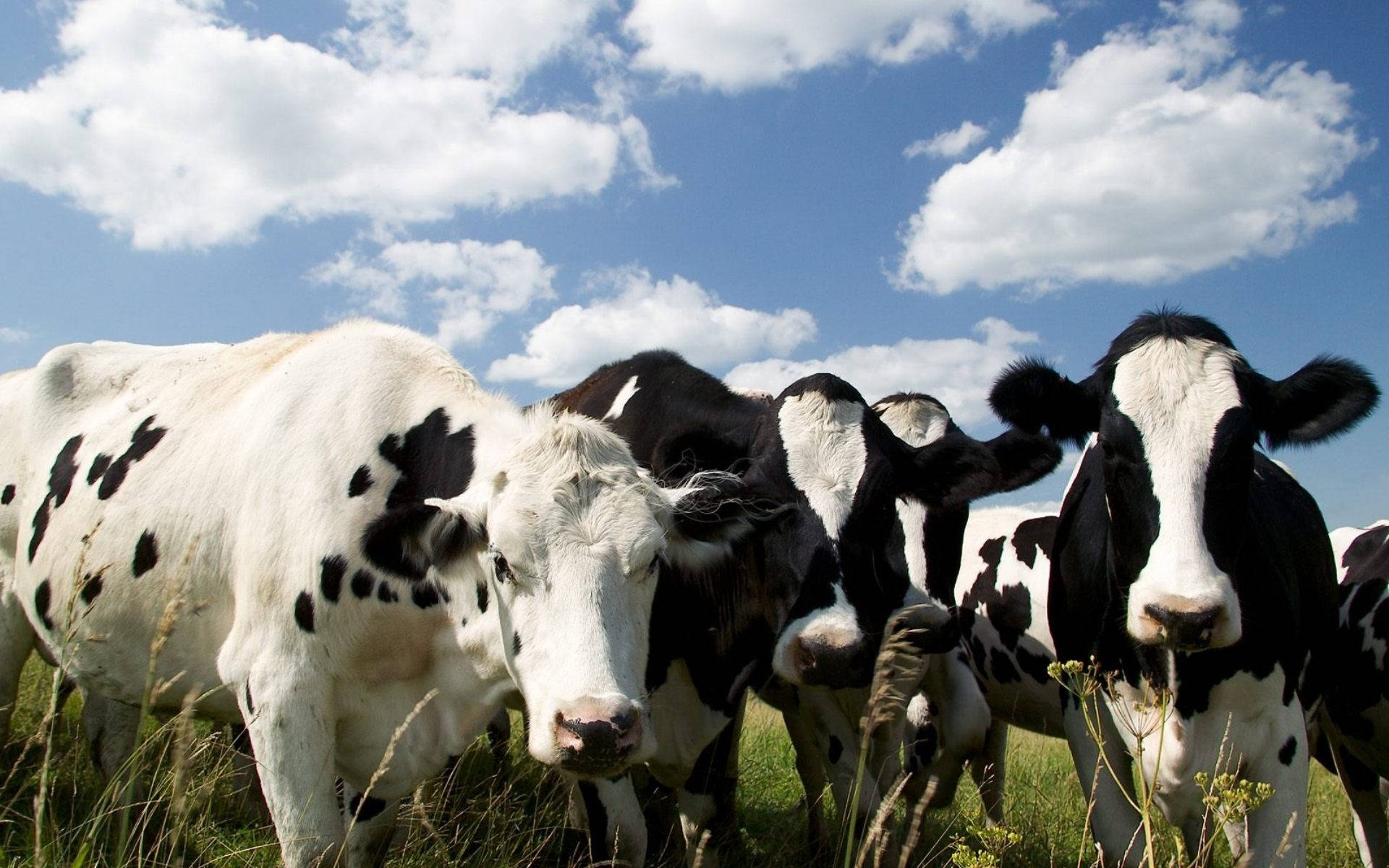 black and white cows, sunlit green pasture, bright blue sky, Full HD Desktop Wallpaper