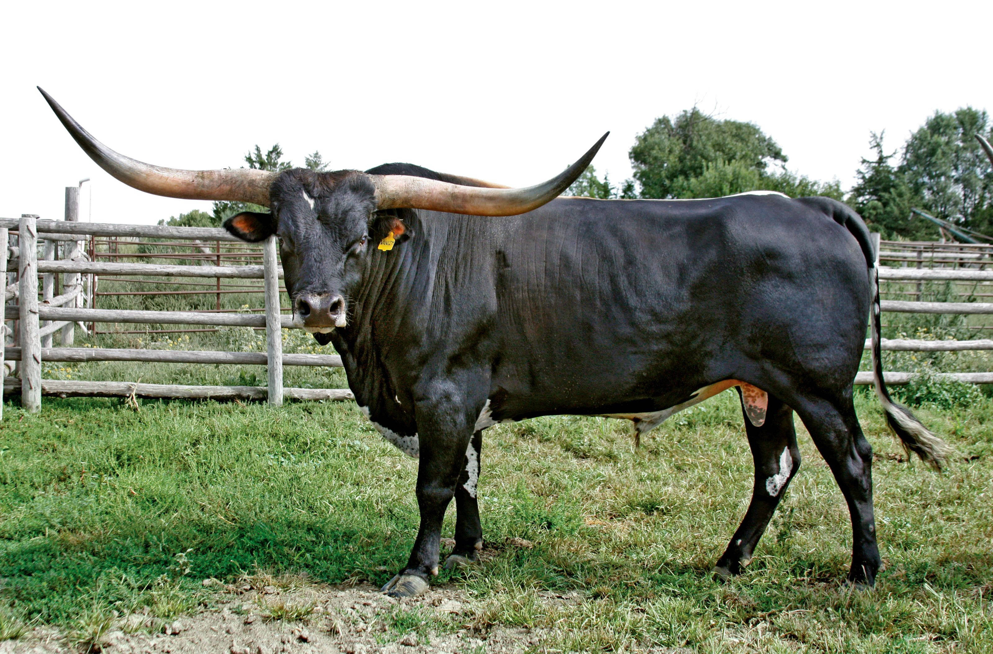 cute black cow, long horns, grassy field, 2K Desktop Wallpaper